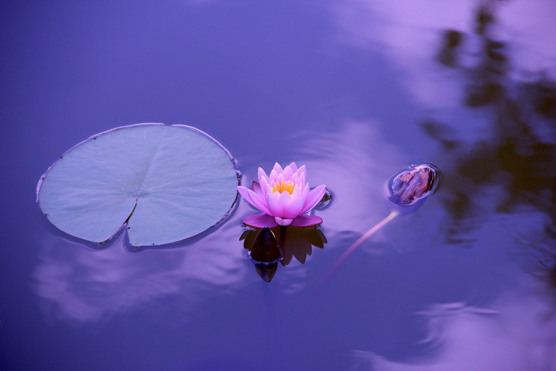 Fior di loto, Ninfea, Acqua, Viola, Full HD, sfondo desktop
