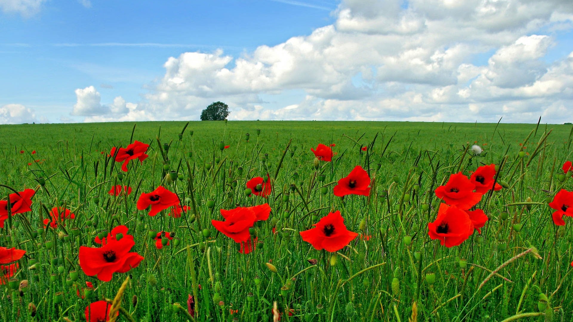 Papaveri, Prato verde, Nuvole, Albero, Full HD, wallpaper per portatile