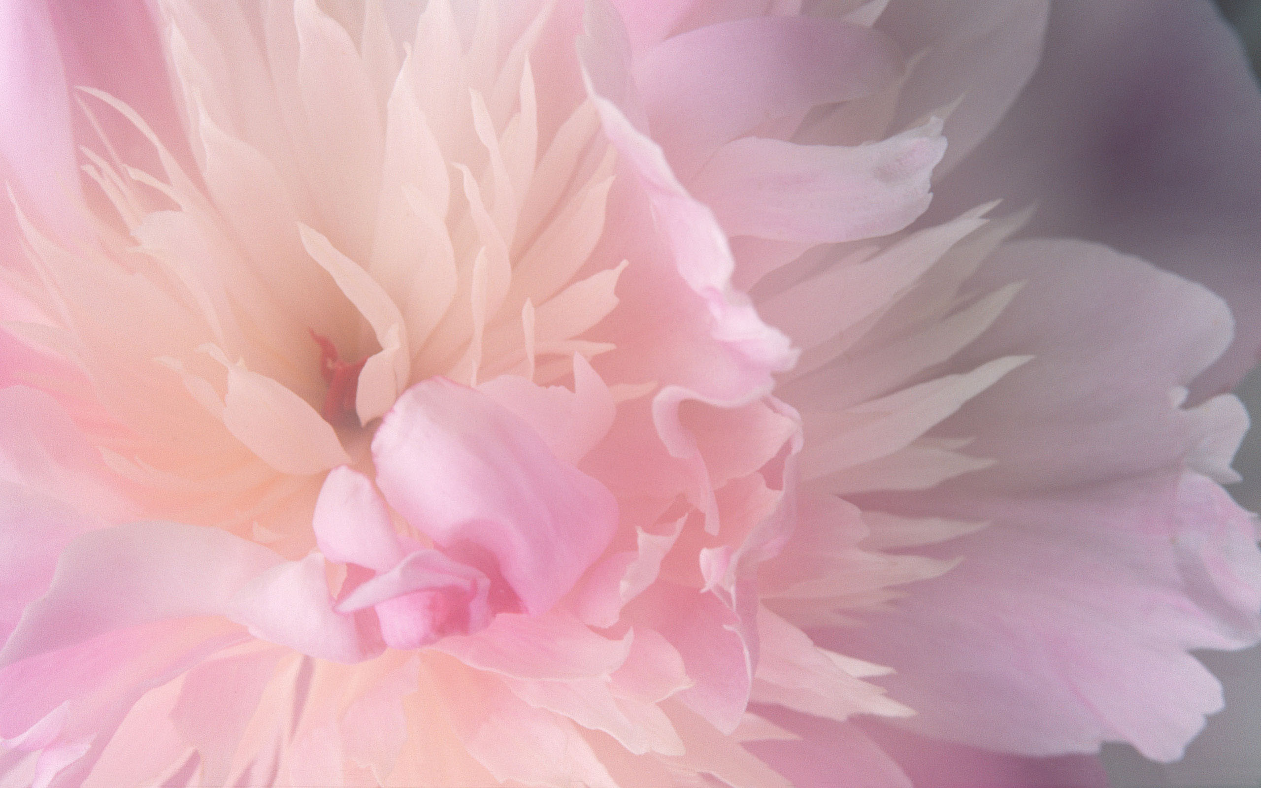 Peonia, Fiore rosa, Petali, Macro, iOS, sfondo desktop Mac