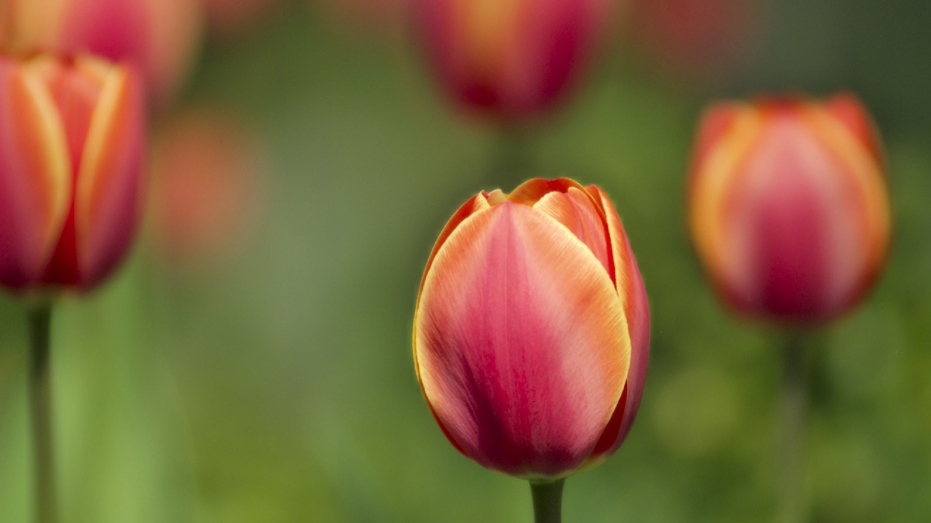 Tulipani, Primo piano, Sfocato, Fiori, 1920x1080, sfondo per PC