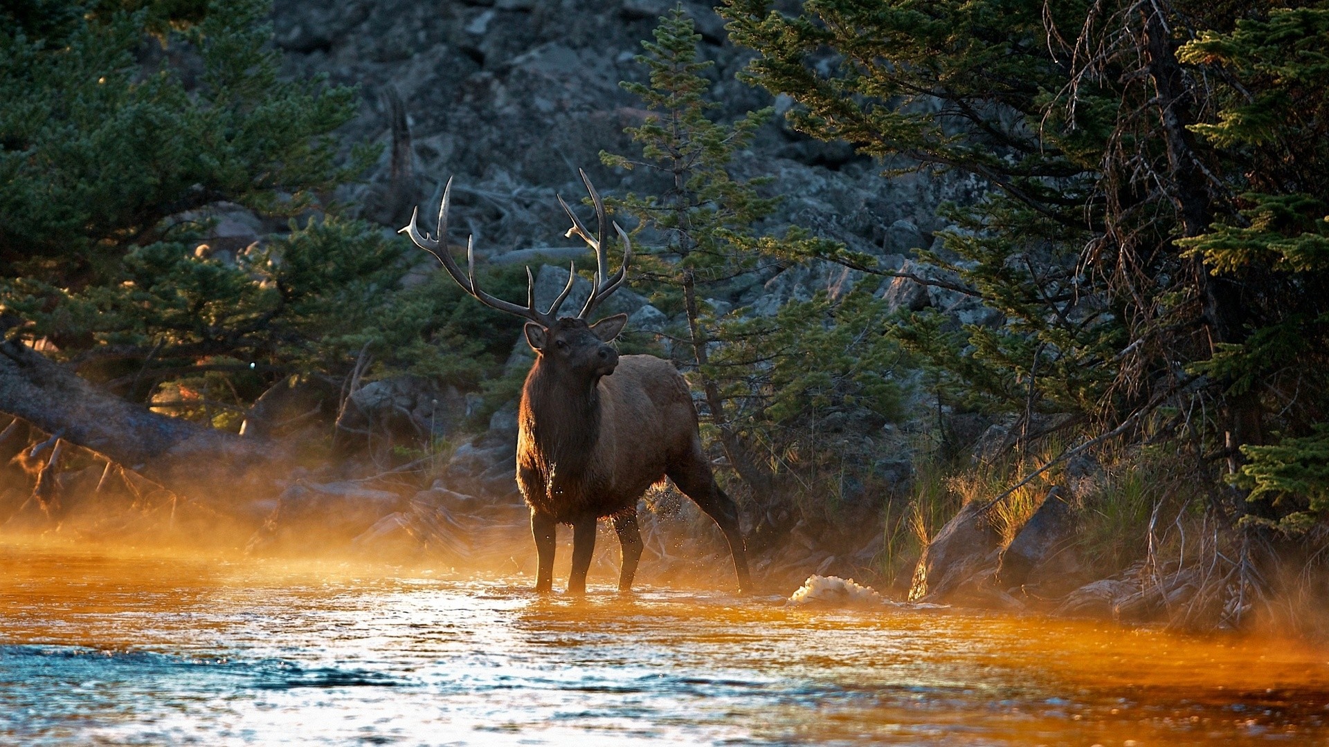 Wapiti, Fiume, Bosco, Luce dorata, Full HD, wallpaper desktop