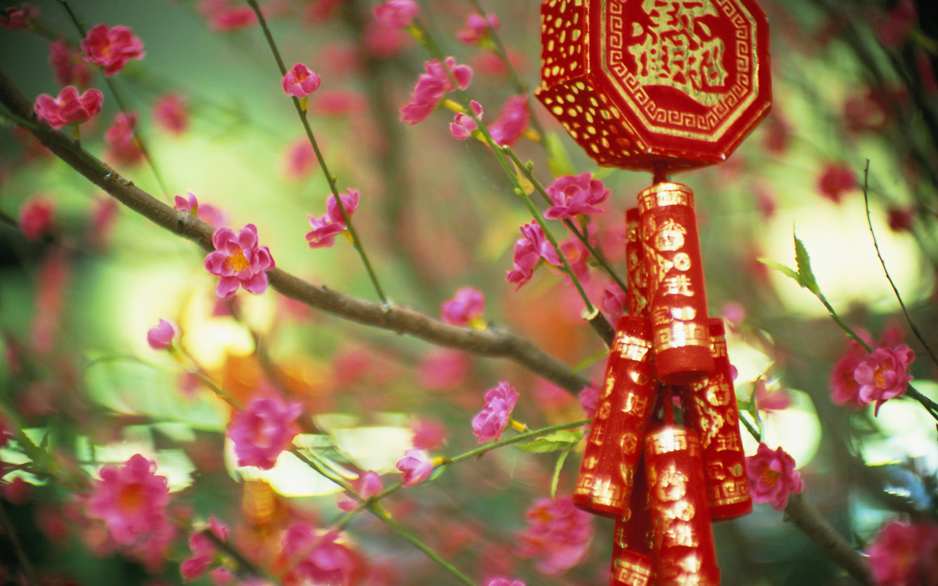 Capodanno cinese, Cina, Petardi, Fiori di pruno, Rosso, Full HD, sfondo per PC e portatile