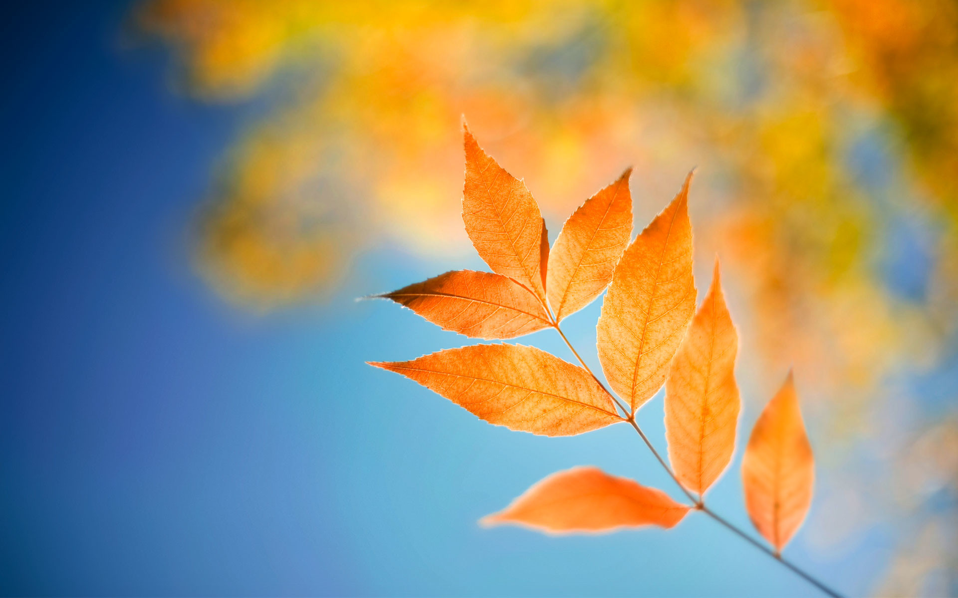 windows 8 wallpaper leap Football Free HD Wallpaper Downloads, Football HD Desktop Wallpaper, sfondo per PC