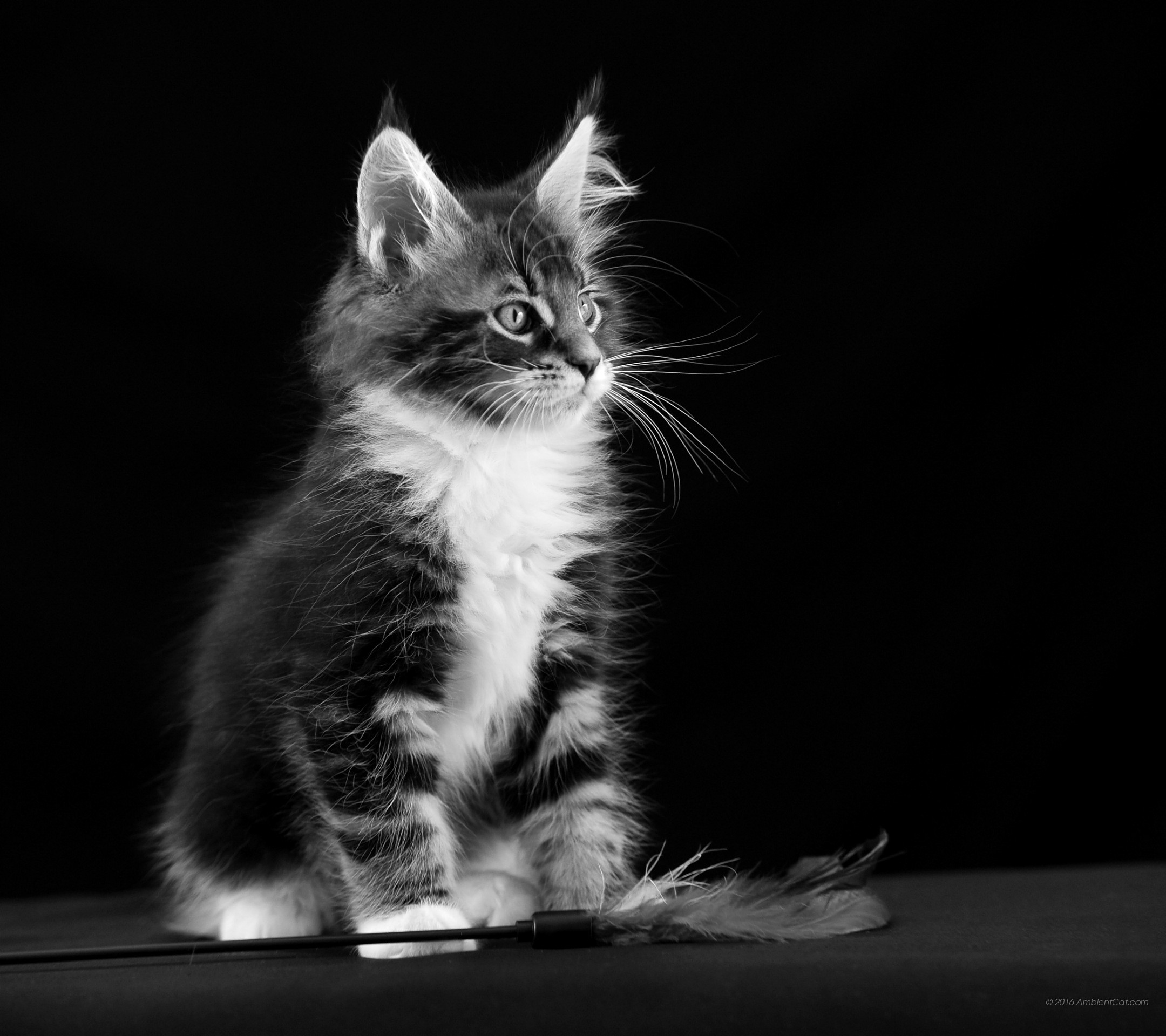 Gattino, Maine Coon, Sfondo nero, Ritratto, Full HD, schermata di blocco iPad