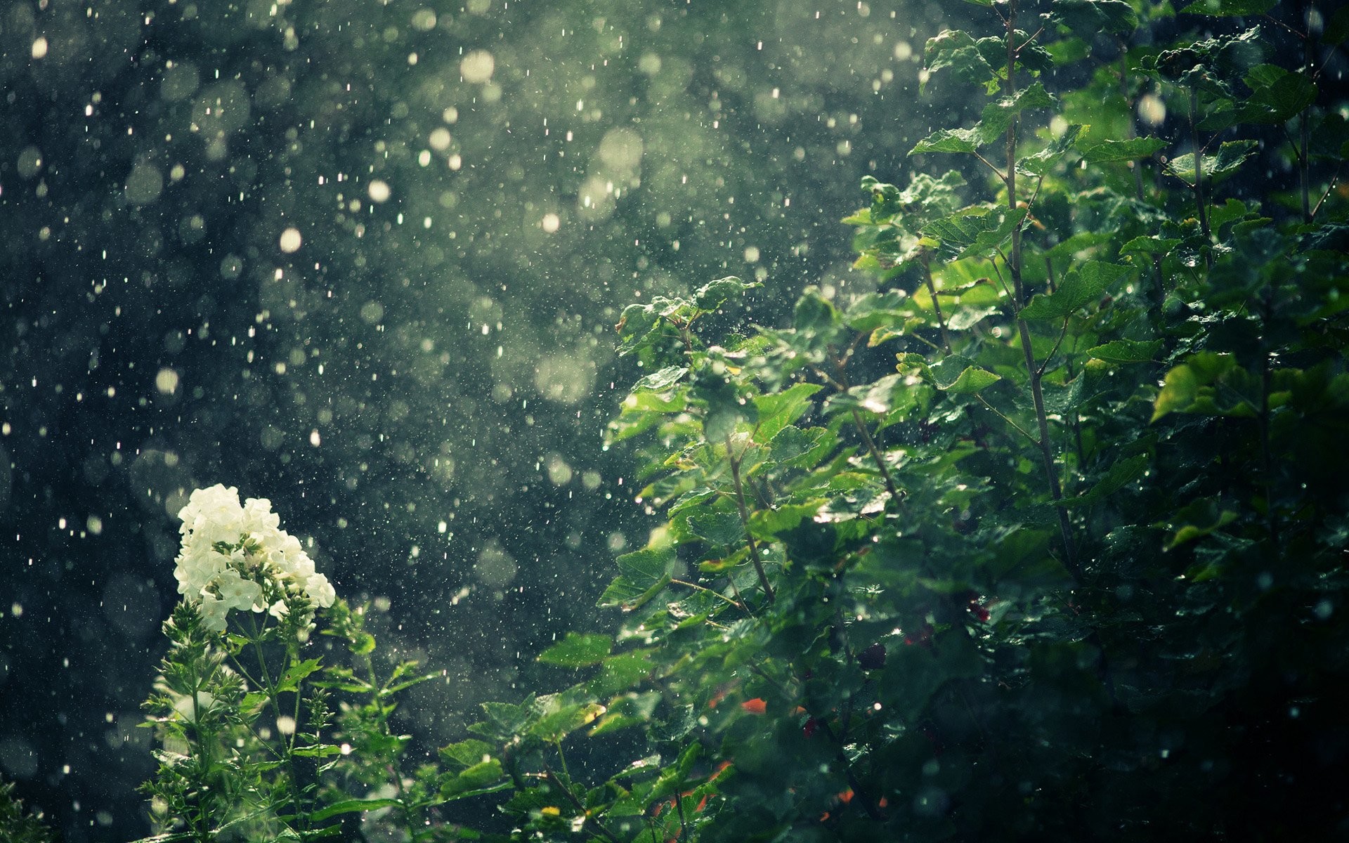 Pioggia, Fiori, Bokeh, Verde, Full HD, sfondo per PC e portatile