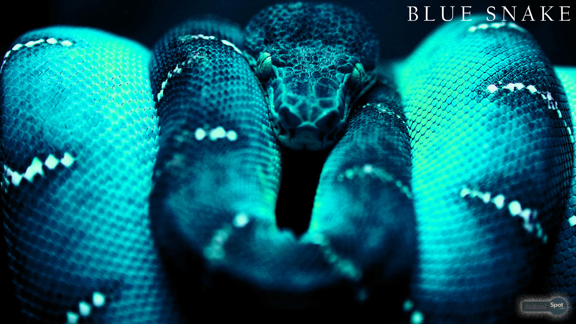 Blue Snake, Pitone verde arboricolo, Turchese, Squame, Full HD, sfondo desktop