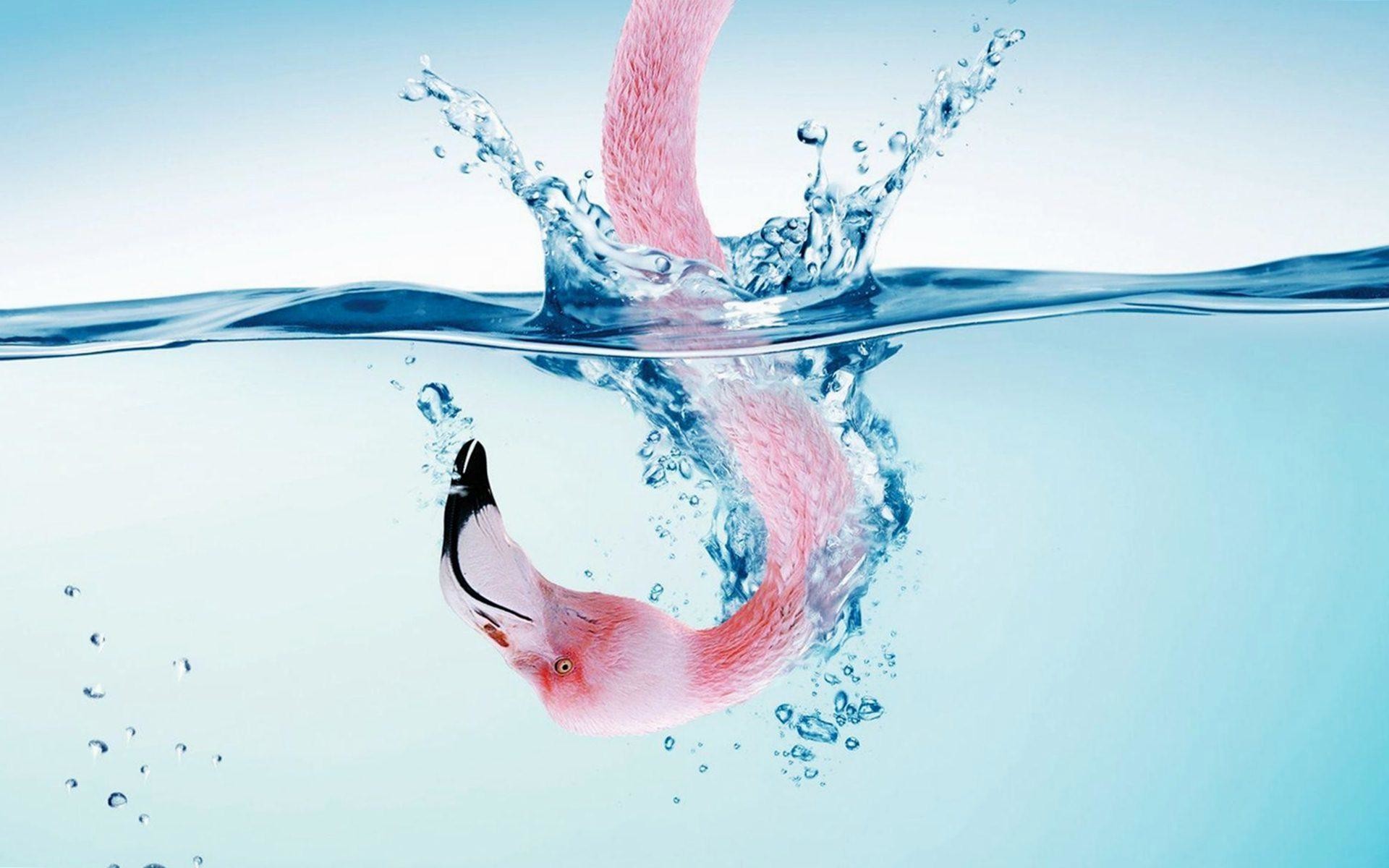 Fenicottero, Sott'acqua, Spruzzi, Arte digitale, 1920x1200, sfondo MacBook Pro