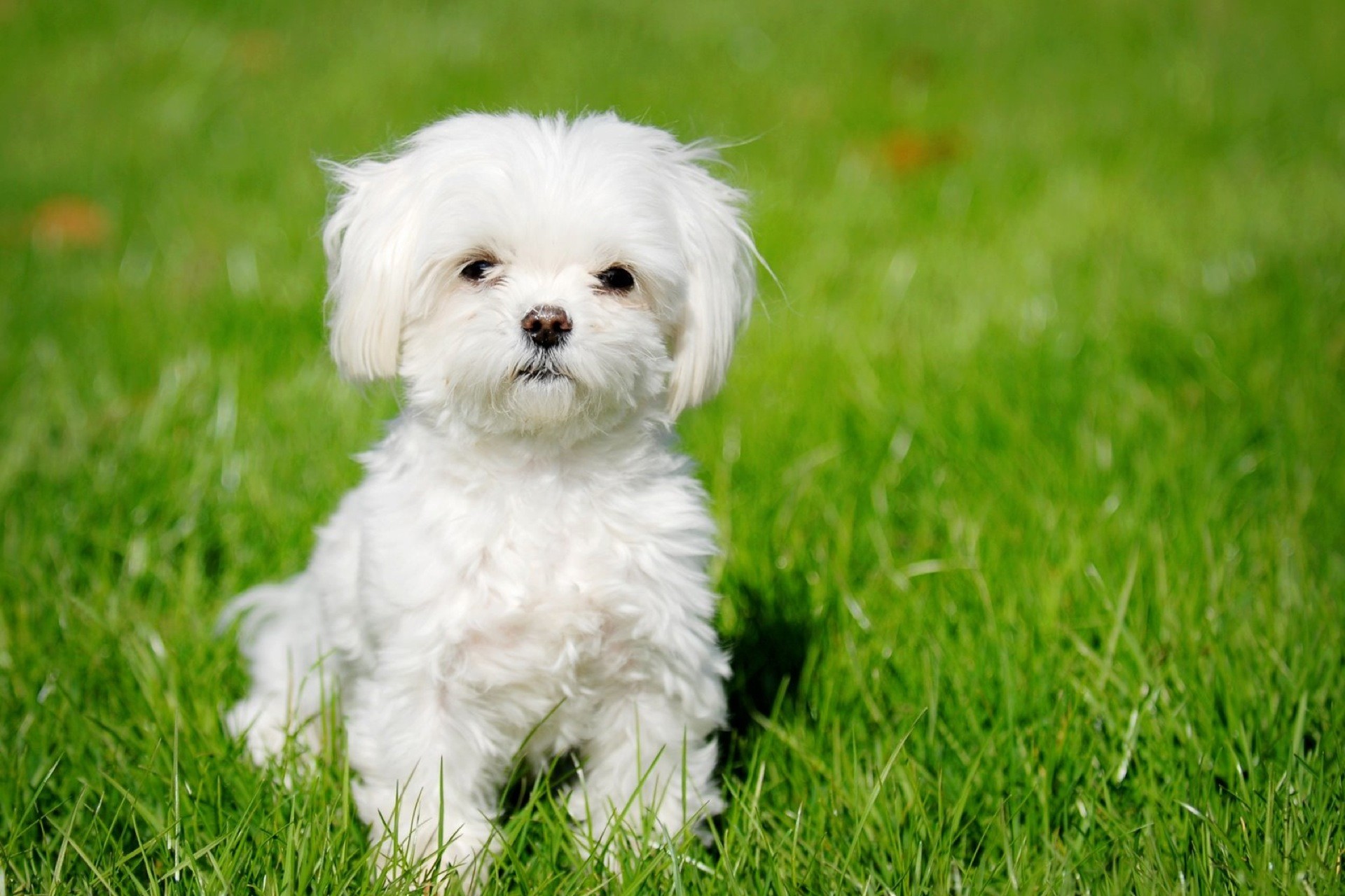 Maltese, Cagnolino bianco, Prato, sfondo desktop