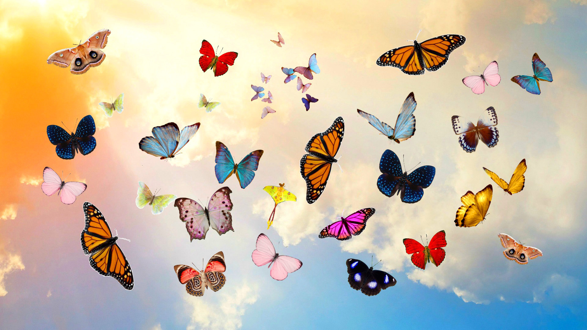 Farfalle colorate, Cielo, Nuvole, 1920x1080, sfondo per PC