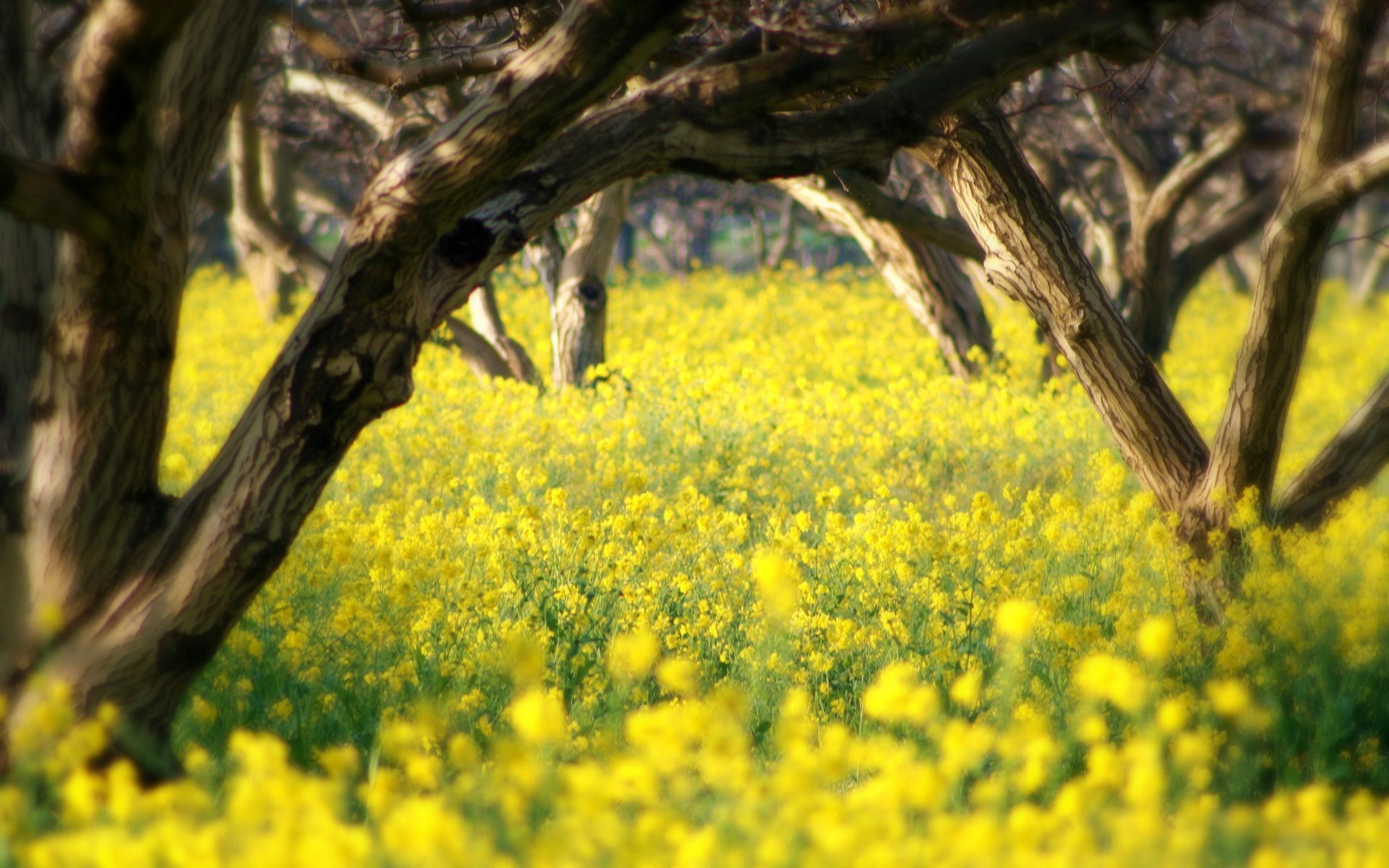 Alberi, Prato fiorito, Fiori gialli, Tronchi, 16:10 2K, sfondo widescreen