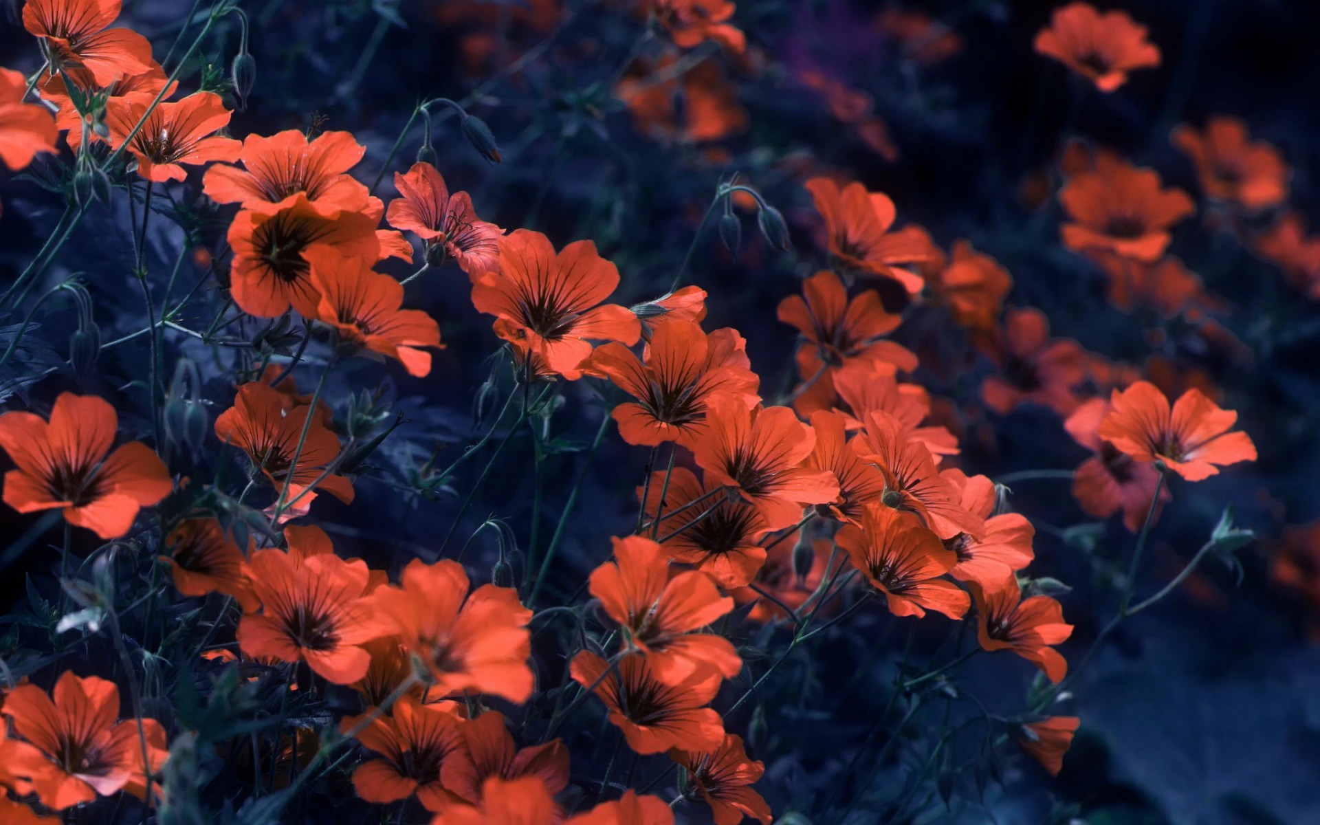 Fiori arancioni, Cosmos, Toni scuri, Natura, Tumblr, Full HD, wallpaper per portatile
