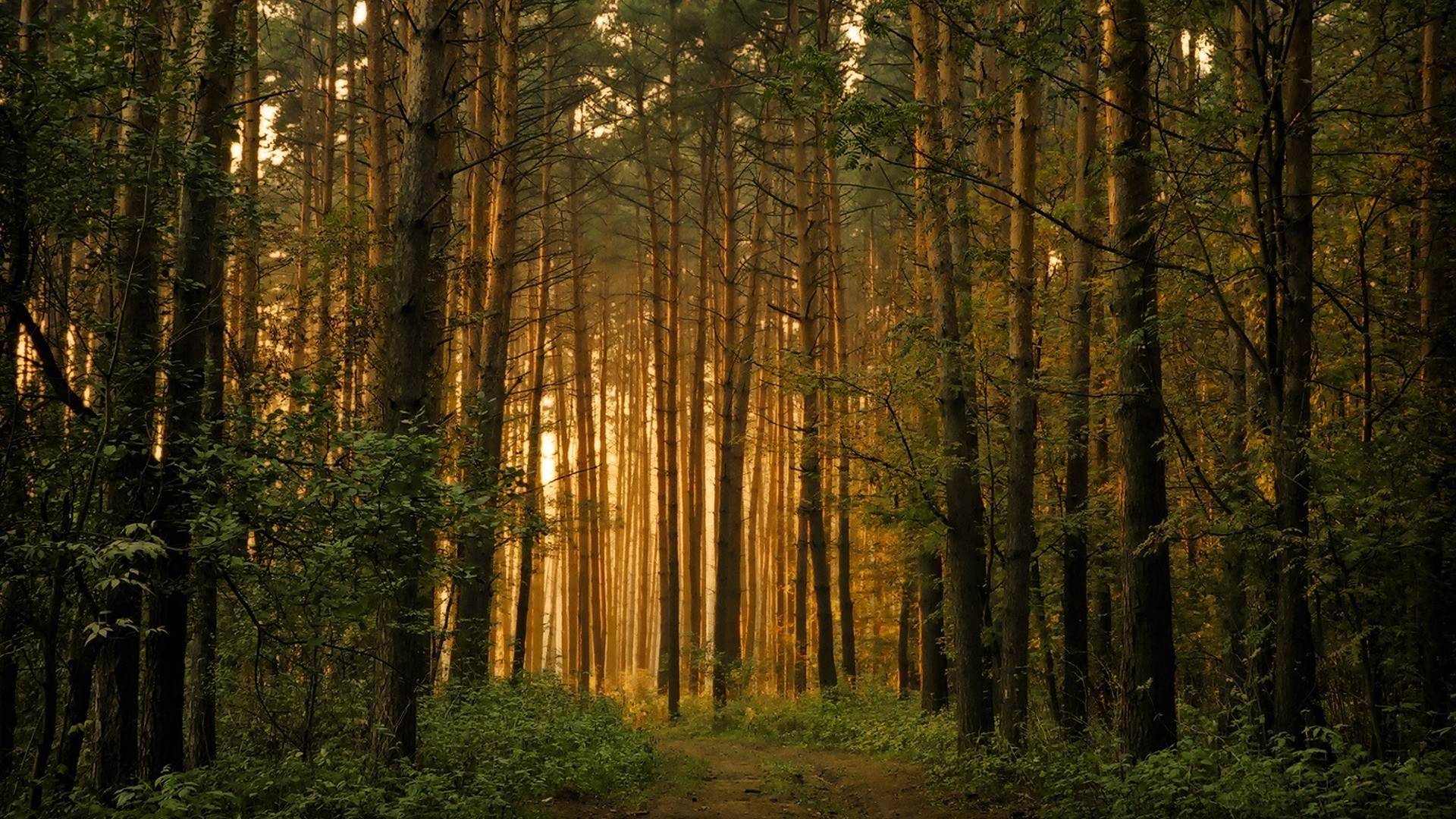 Foresta di pini, Luce dorata, Tramonto, Tronchi, 1920x1080, immagine di sfondo