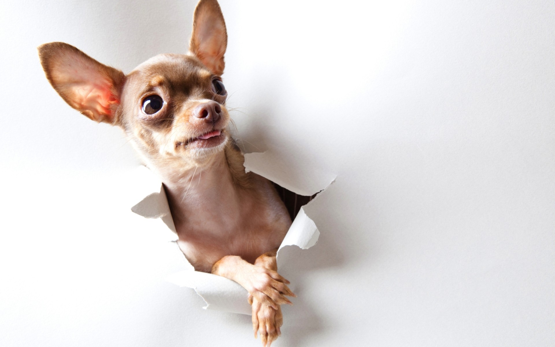 Chihuahua, Carta strappata, Divertente, 1920x1200, immagine di sfondo