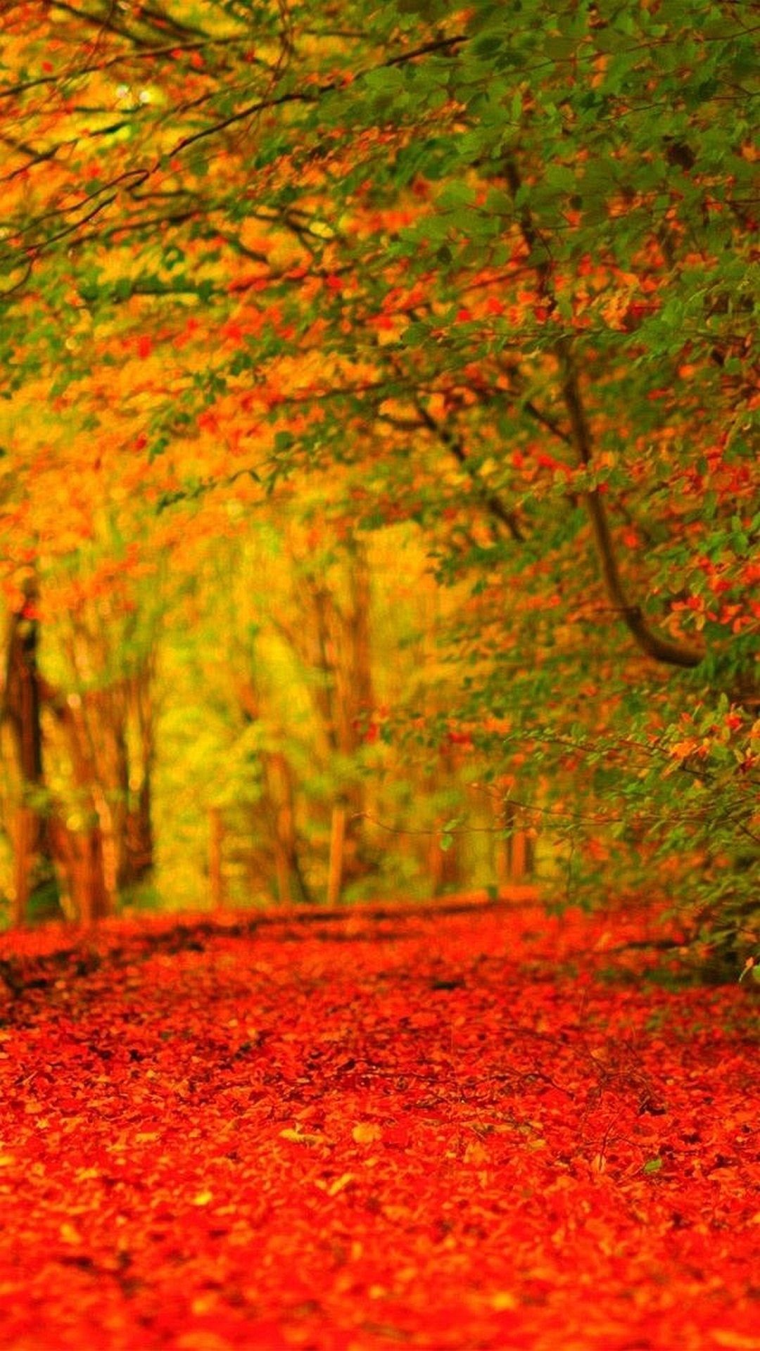 Foresta autunnale, Autunno, Foglie rosse, Alberi, Full HD, wallpaper per smartphone