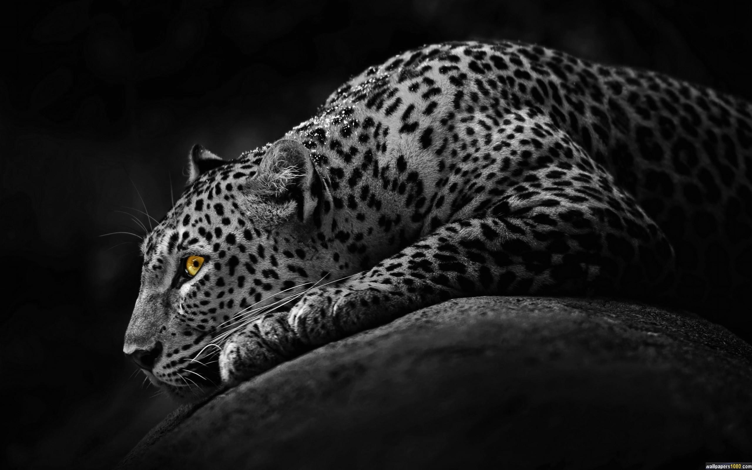 Black Dark Jaguar Windows 10 Wallpaper | 1080p Wallpapers, Hd .., sfondo 16:10 2K