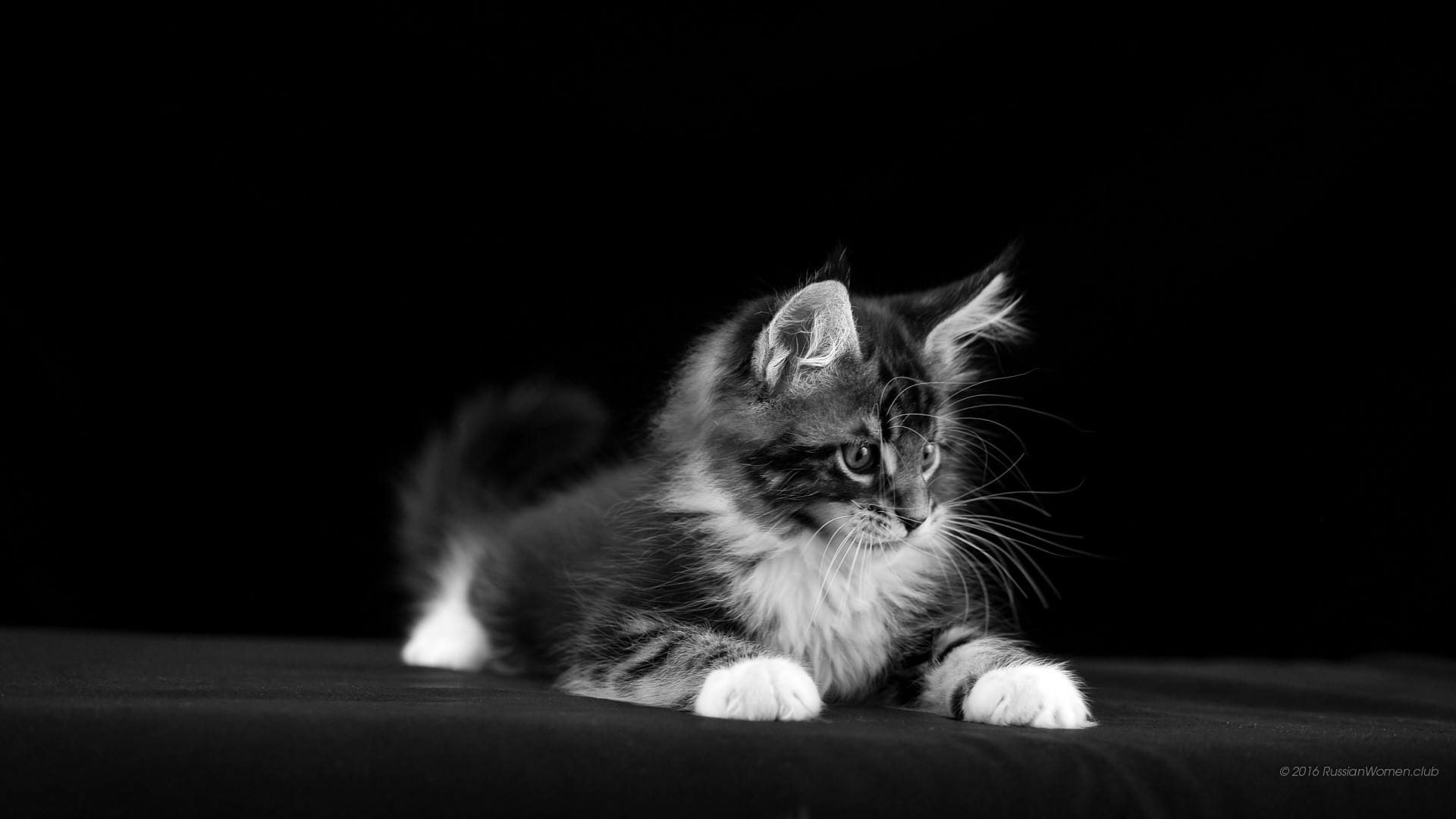 Gattino, Maine Coon, Bianco e nero, Sfondo nero, Full HD, wallpaper desktop