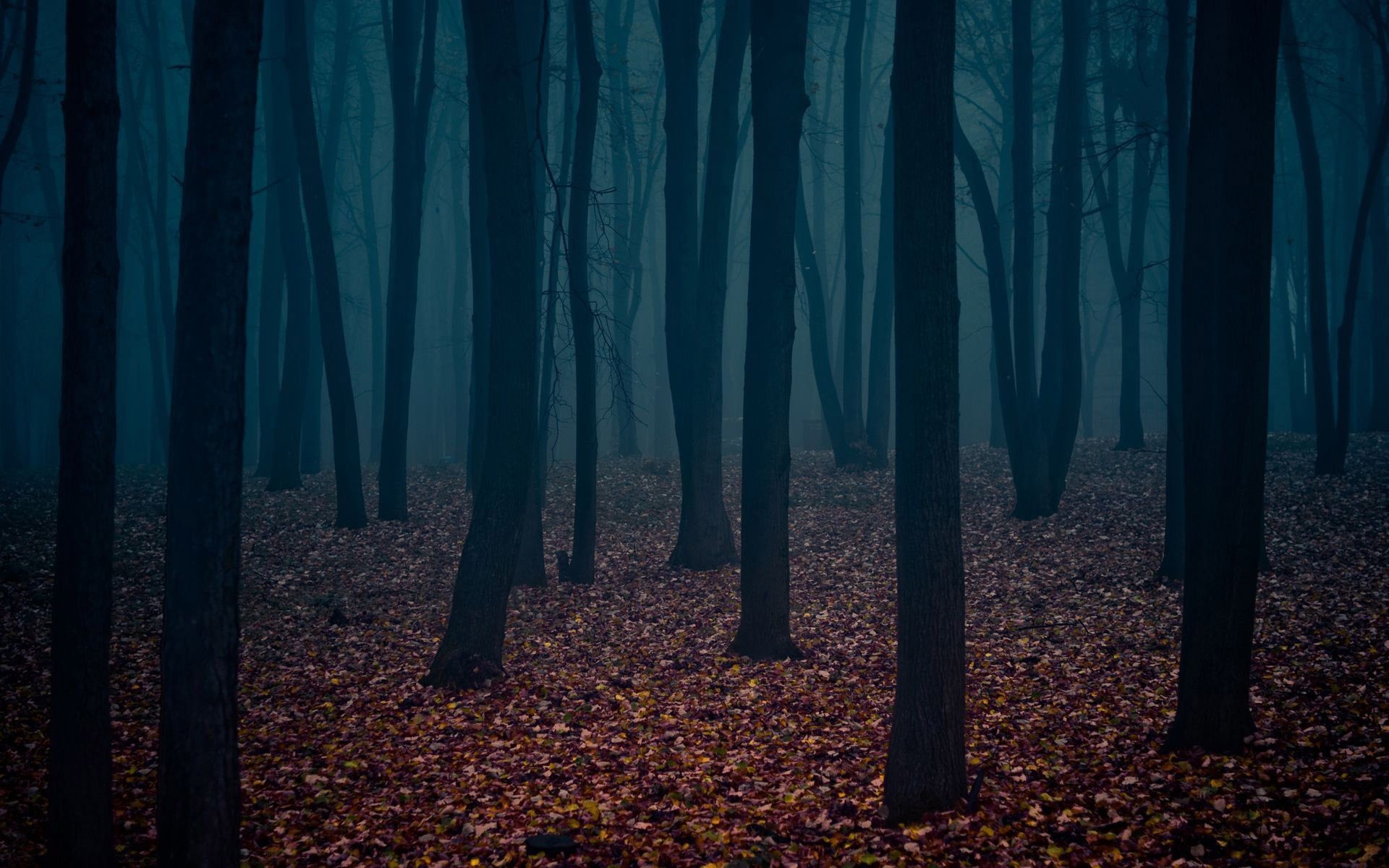 Foresta oscura, Foglie autunnali, Tronchi, Blu, 1920x1200, sfondo per PC