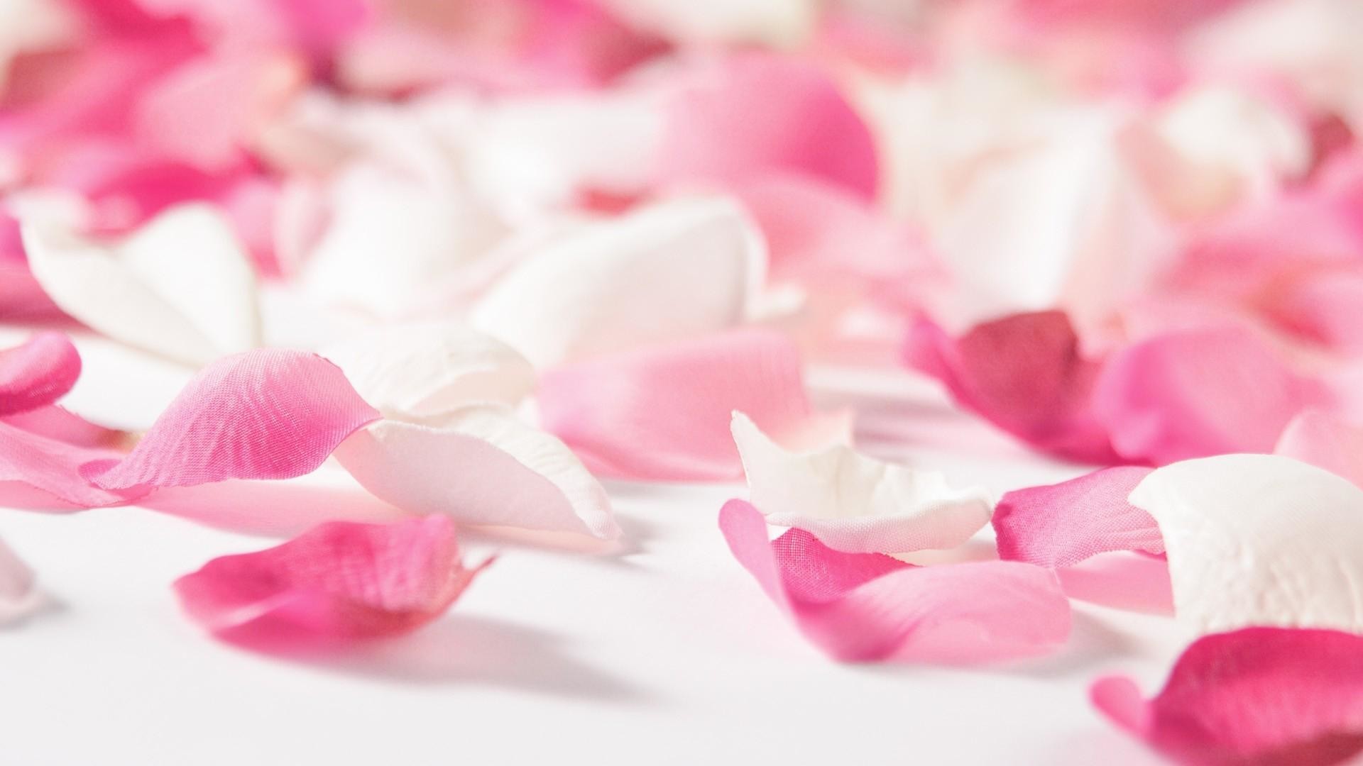 Petali di rosa, Rosa, Bianco, Romantico, Macro, Full HD 1080p, sfondo desktop