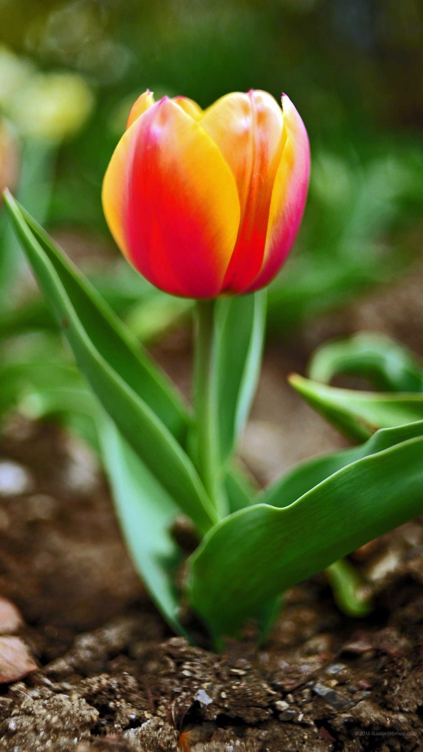 Tulipano, Fiore, Primavera, Macro, QHD+, schermata di blocco del cellulare