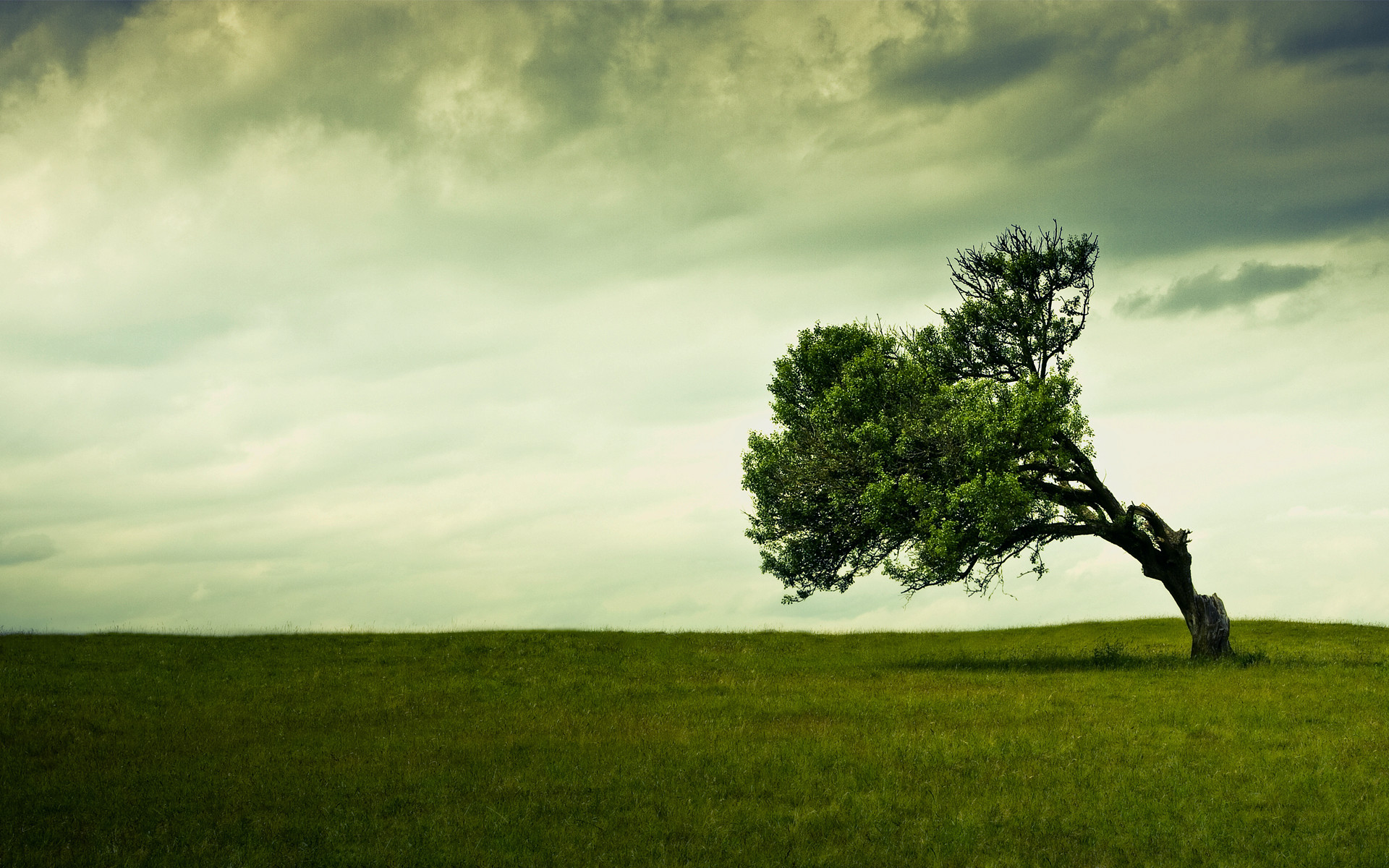Albero solitario, Prato verde, Cielo nuvoloso, Full HD, sfondo desktop