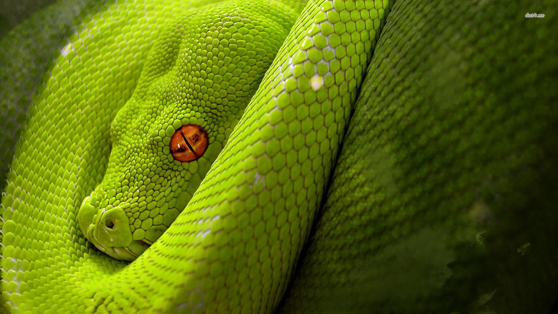 Pitone verde arboricolo, Occhio, Verde, Squame, 1920x1080, immagine di sfondo