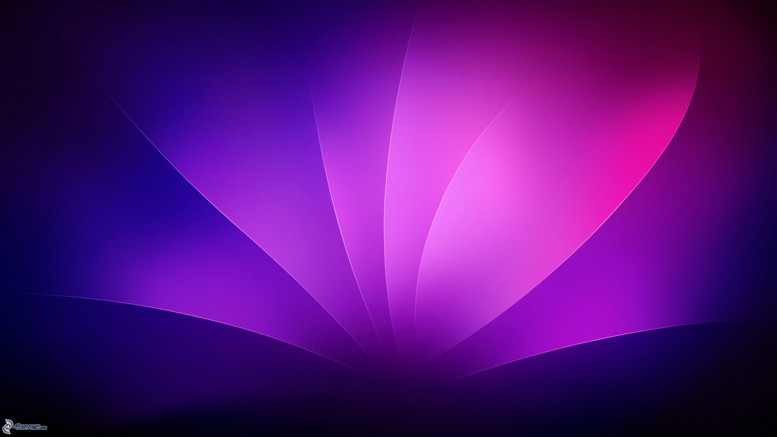 Astratto, Petali di luce, Viola, Blu, Rosa, 2K, sfondo desktop