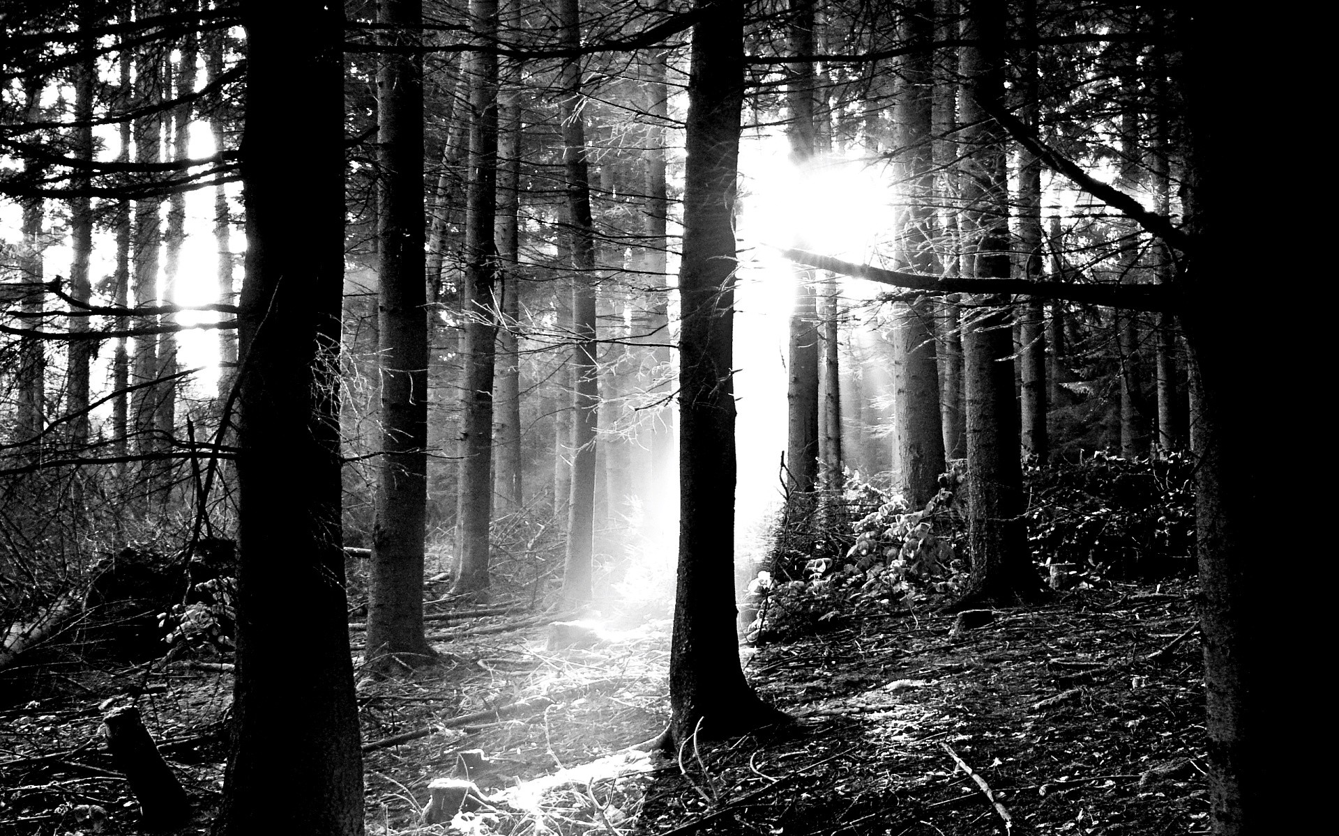 Foresta, Raggi di sole, Alberi, Monocromatico, 16:10 Full HD, sfondo widescreen