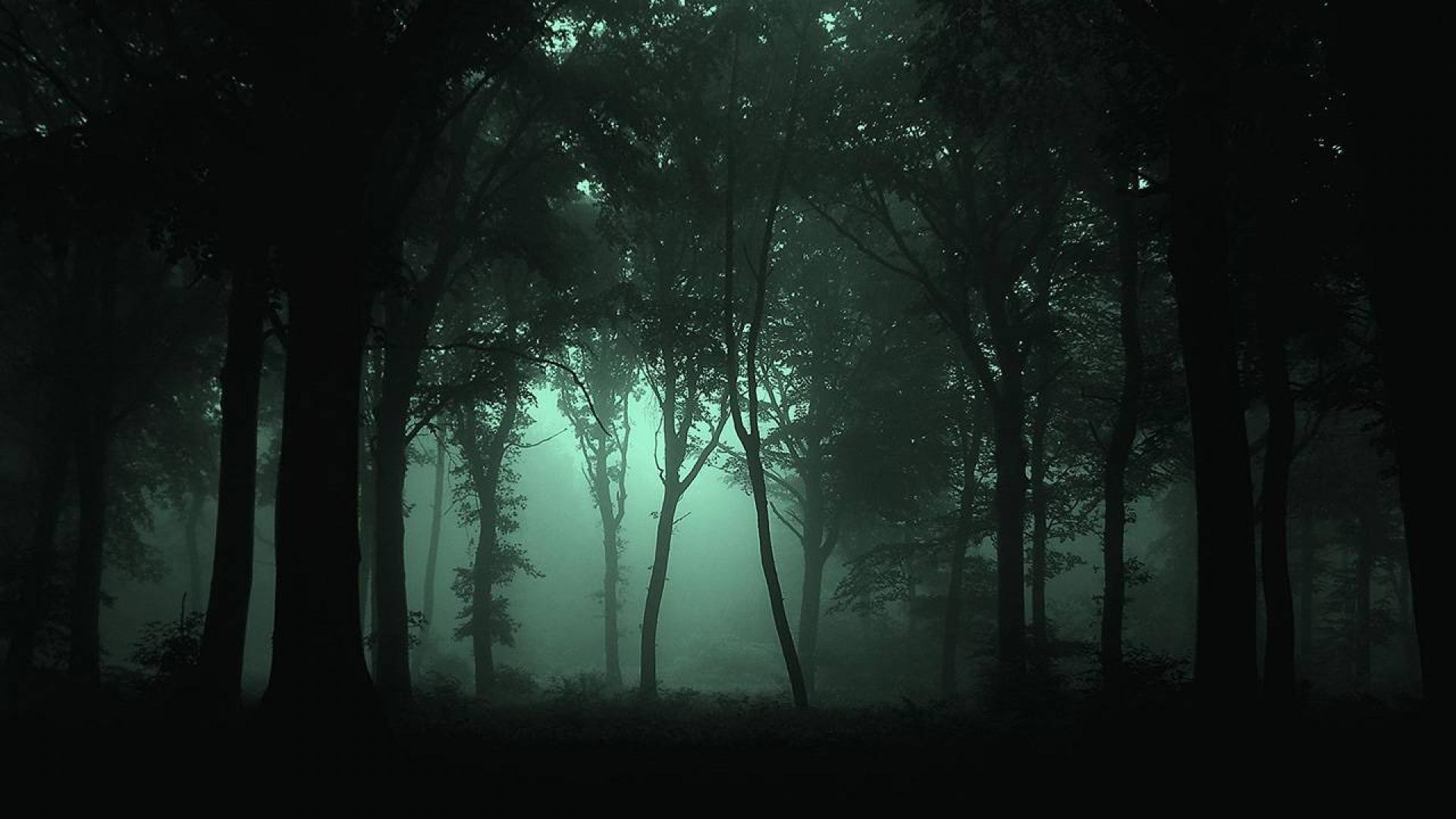 Foresta, Nebbia, Luce verde, Atmosfera cupa, Full HD, sfondo per PC