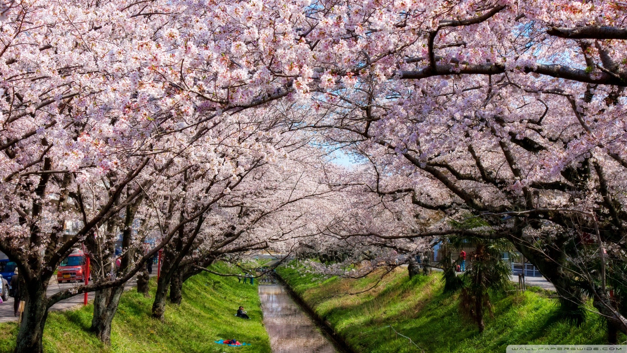 Tunnel di ciliegi, Fiume, Primavera, Giappone, 16:9 Full HD, sfondo widescreen