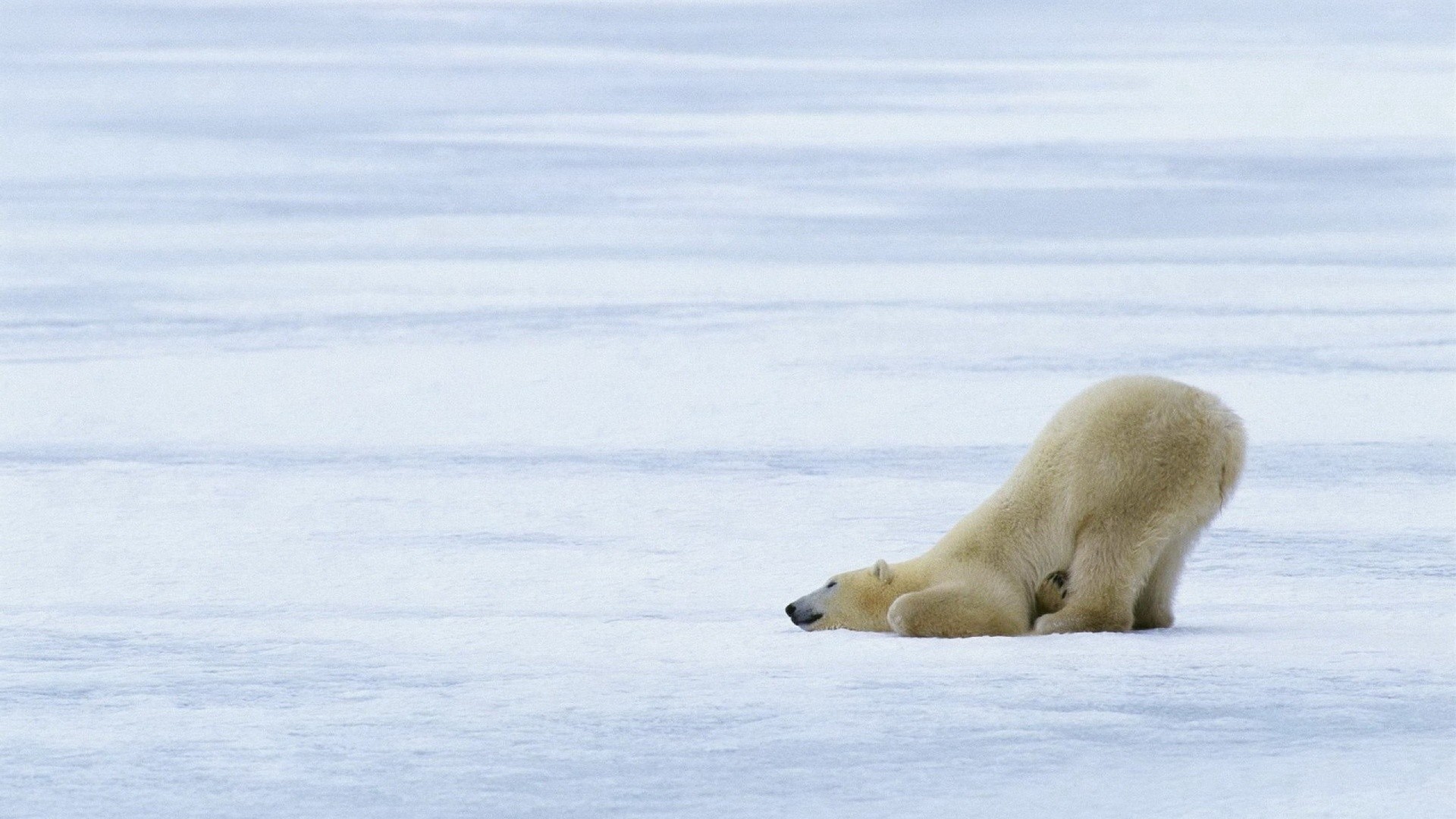 Orso polare, Neve, Artico, Bianco, Full HD, sfondo per PC
