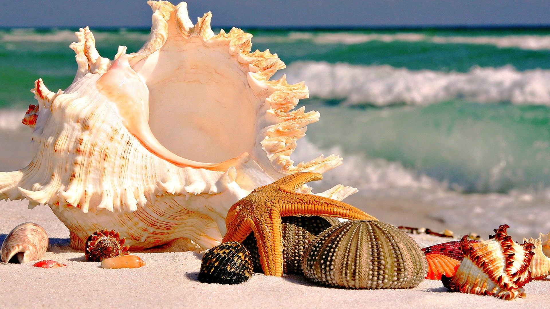 Conchiglie, Stella marina, Riccio di mare, Onde, Full HD, sfondo per desktop