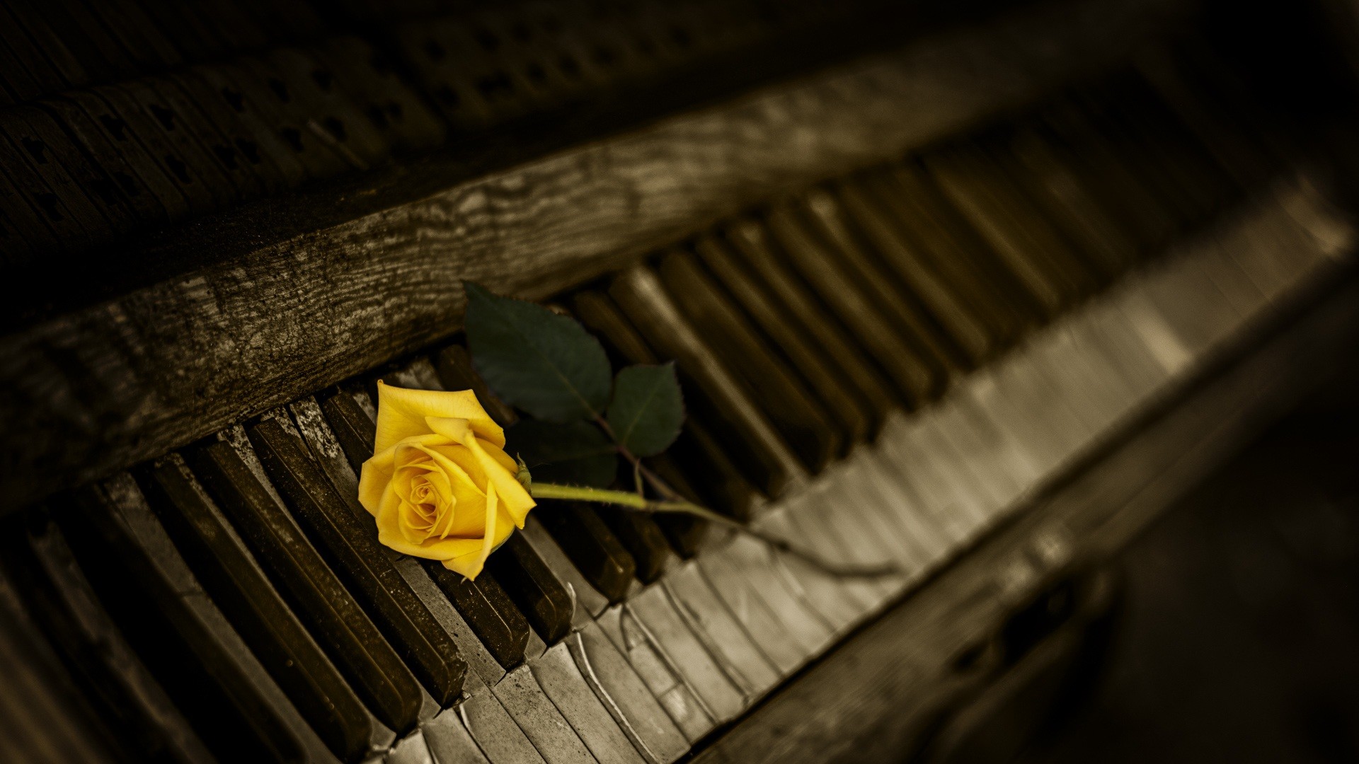 Rosa gialla, Pianoforte, Tasti, Seppia, Full HD, sfondo Windows 11