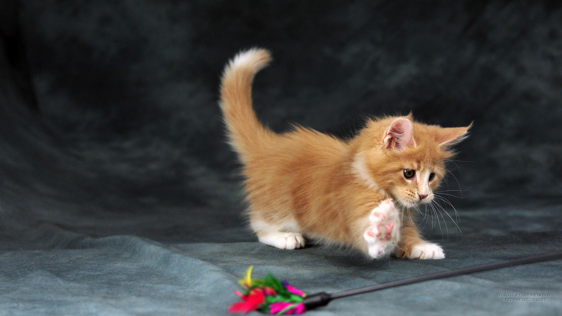 Gattino rosso, Maine Coon, Gioco, 16:9 Full HD, wallpaper widescreen