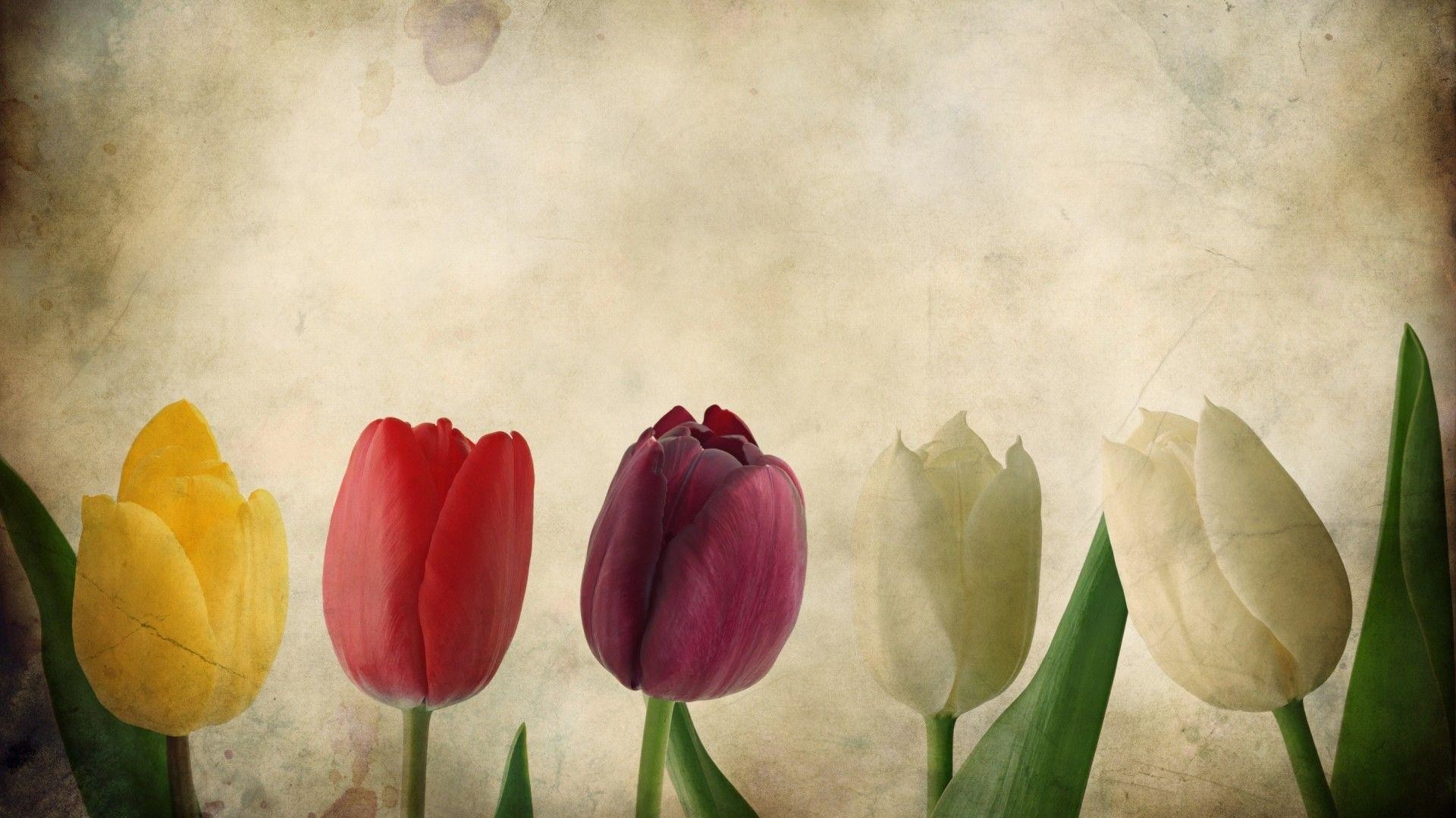 Tulipani, Carta invecchiata, Fiori colorati, Full HD, sfondo Windows 11