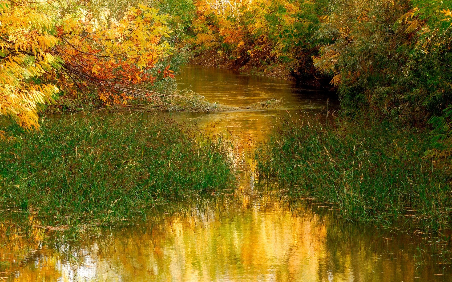 Ruscello, Autunno, Alberi, Riflesso dorato, 1920x1200, immagine di sfondo