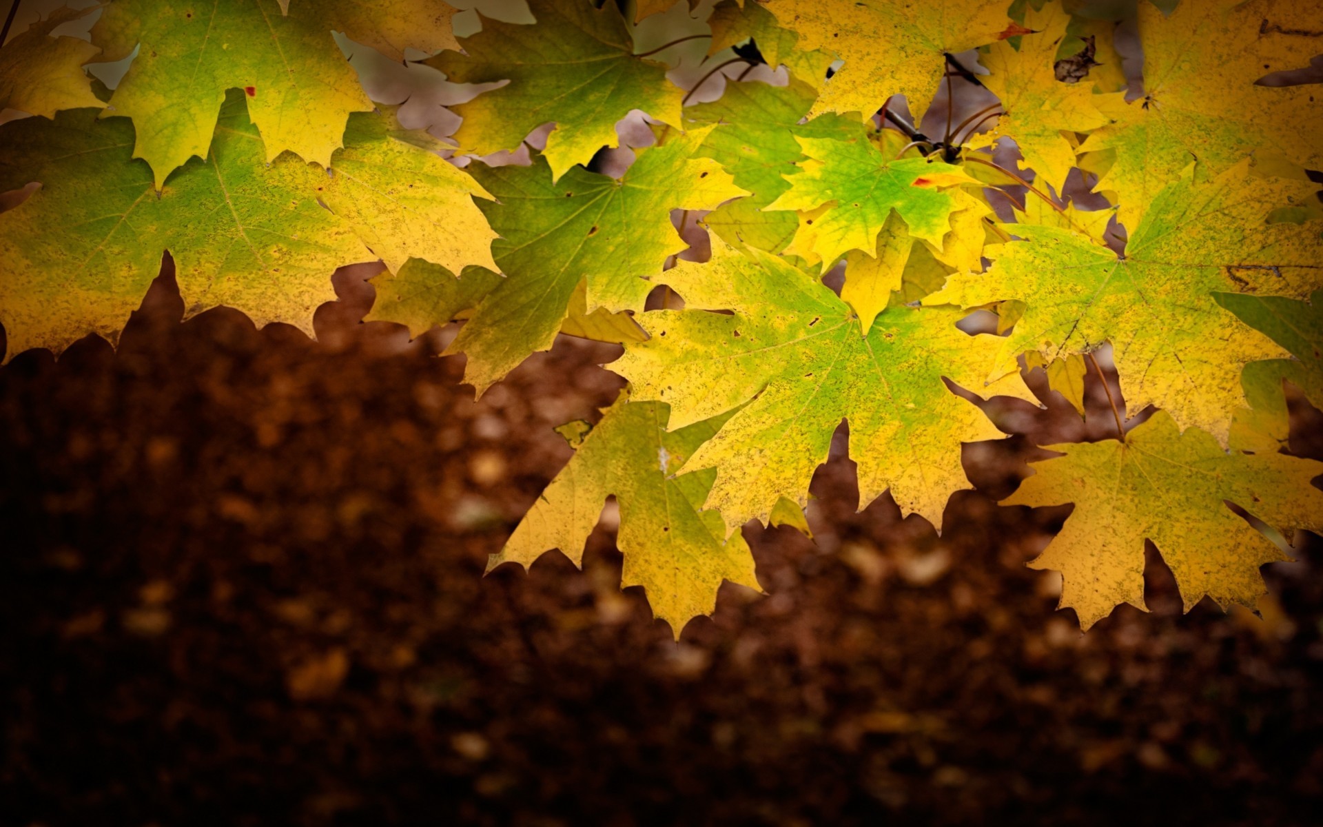 Foglie d'acero, Foglie verdi e gialle, Primo piano, sfondo Full HD per desktop