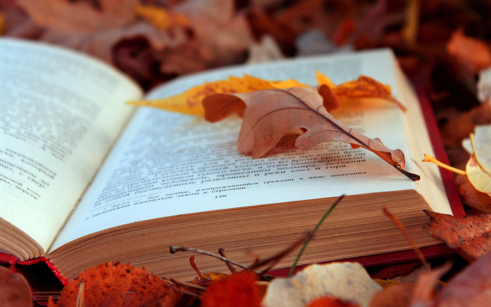 Libro aperto, Foglie d'autunno, Castagne, Full HD, sfondo per PC e portatile