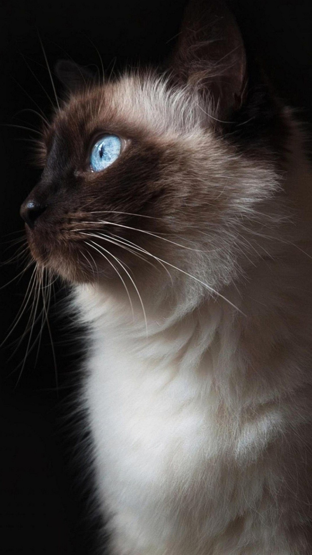 Gatto siamese, Occhi azzurri, Gatto, Sfondo nero, schermata Home iPhone 6