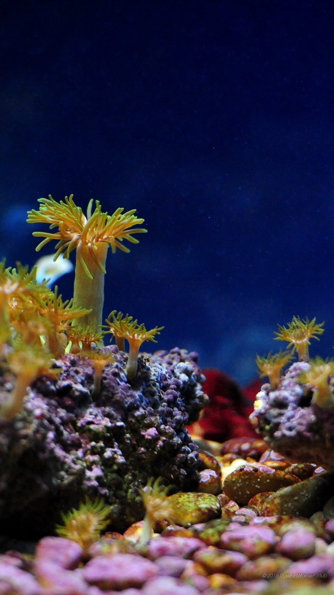 Acquario marino, Coralli, Sfondo blu, wallpaper per iPhone e Android