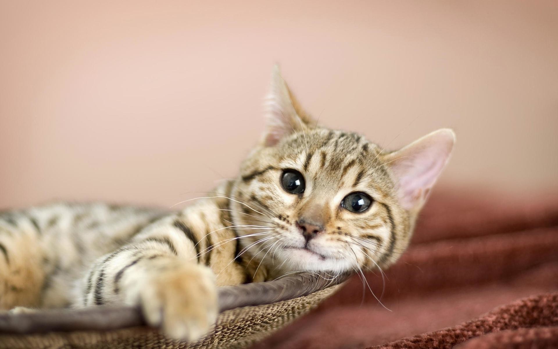 Gatto tigrato, Sdraiato, Coperta, Rosa, 1920x1200, immagine di sfondo
