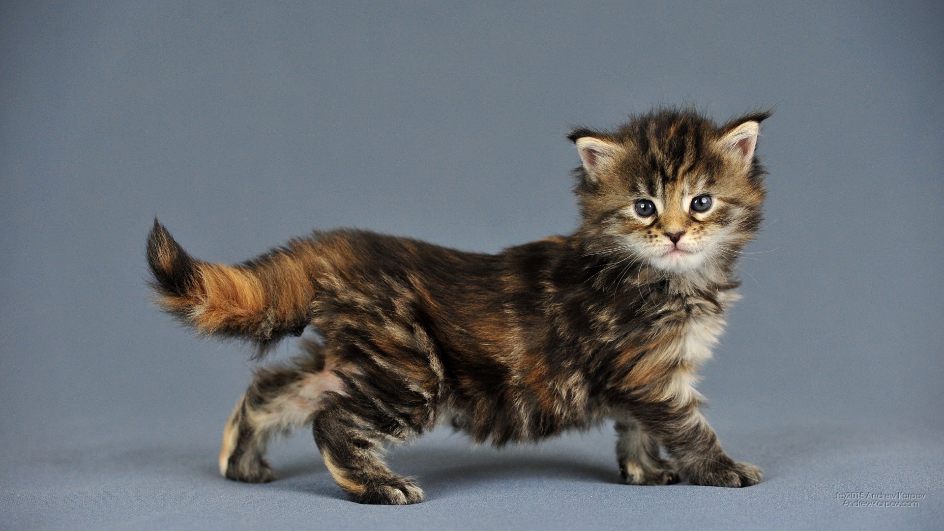 Gattino, Maine Coon, Gatto tartarugato, Sfondo grigio, Full HD, wallpaper per PC