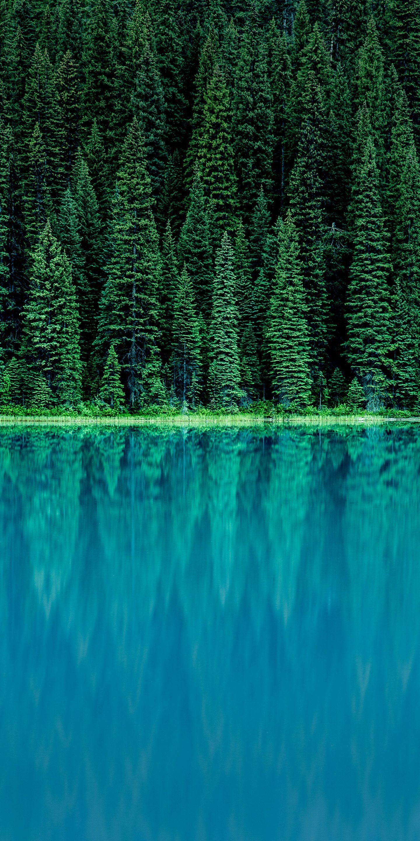 Foresta, Lago, Abeti, Turchese, sfondo LG G5 verticale