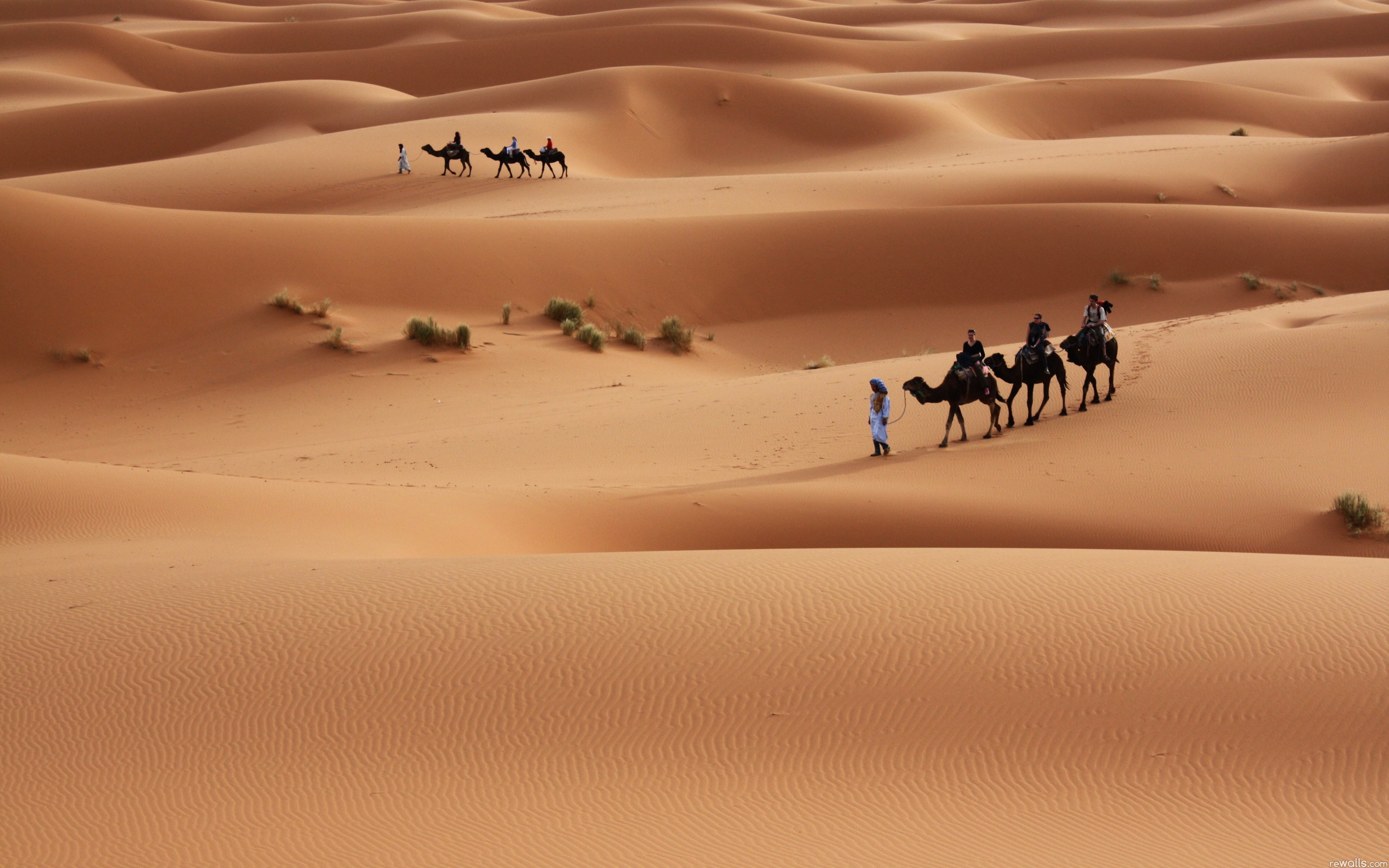 Carovana di cammelli, Sahara, Dune di sabbia, Beduini, 2K, wallpaper per portatile