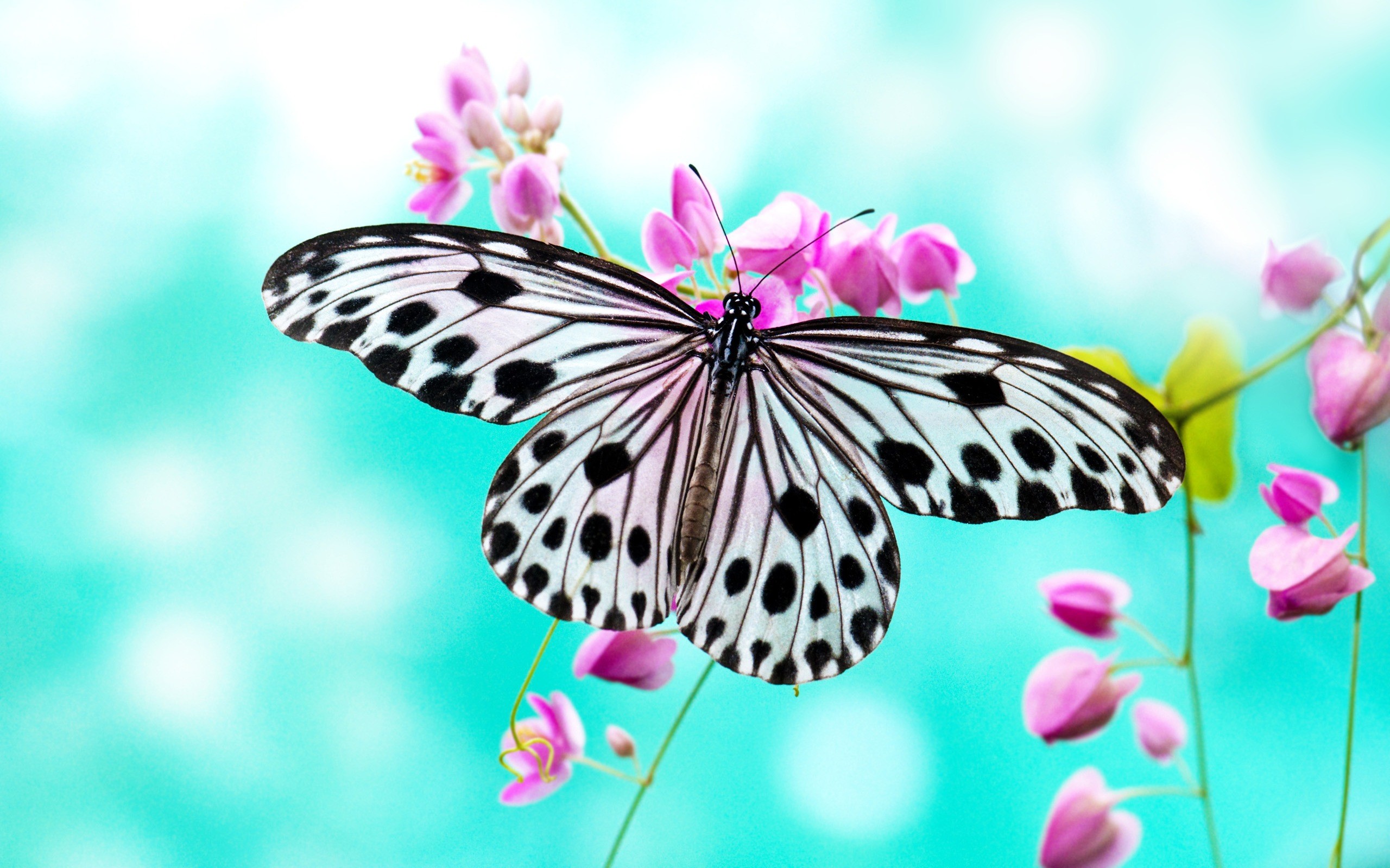 Idea leuconoe, Farfalla, Fiori rosa, Sfondo turchese, Bokeh, 2K, wallpaper per PC