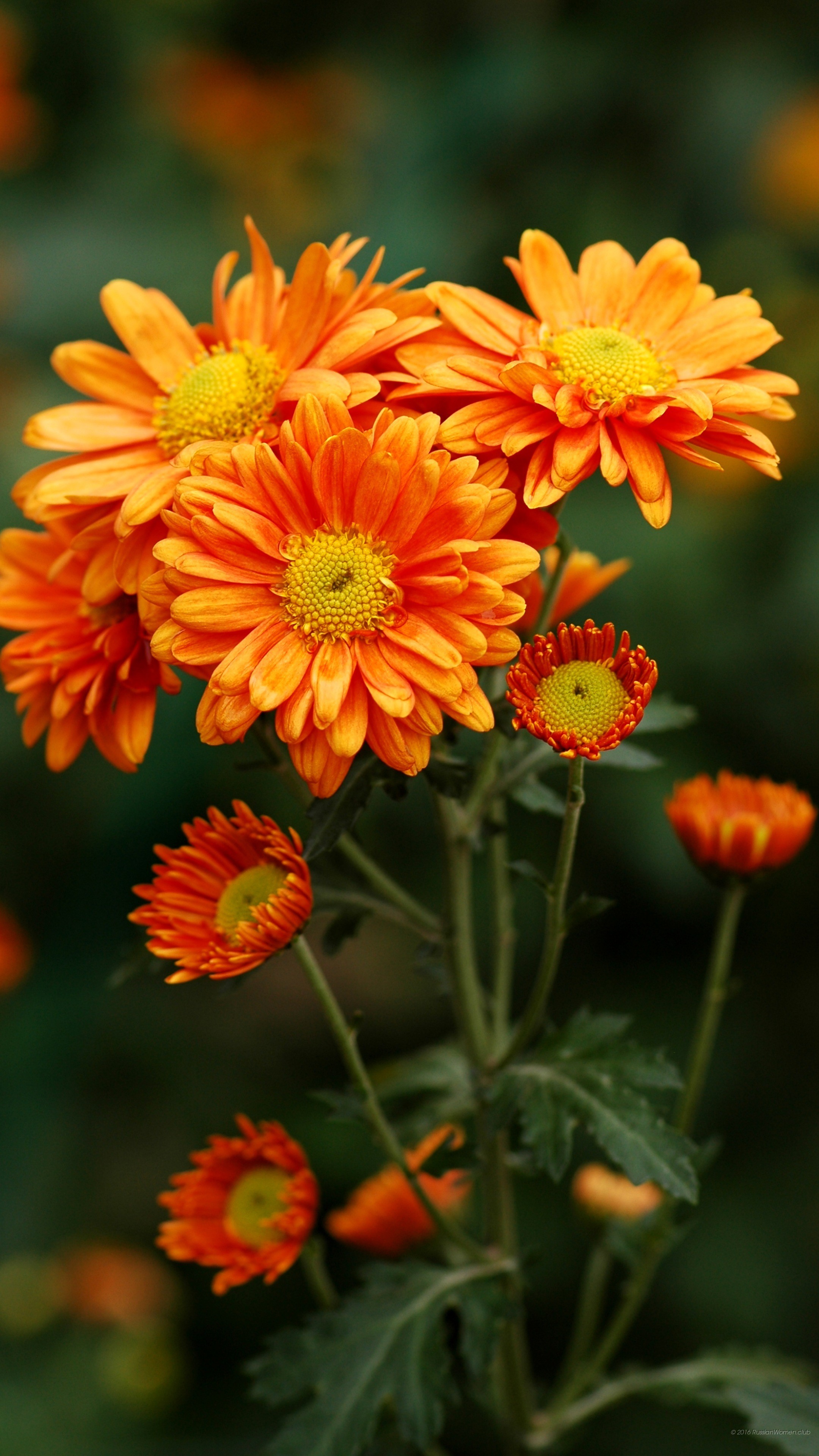 Gerbere arancioni, Fiori, QHD+, wallpaper per smartphone