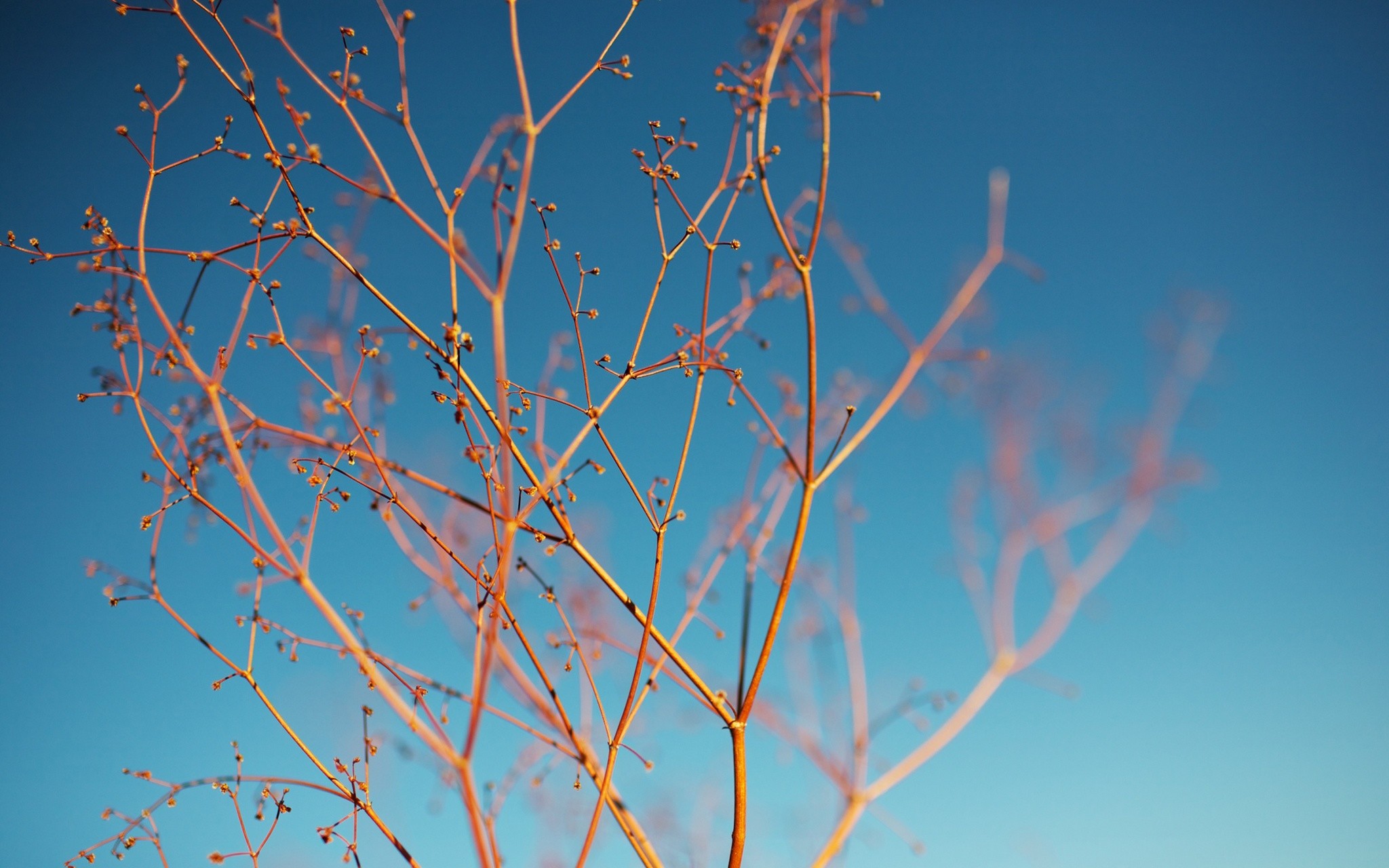 Rami, Cielo azzurro, Minimalista, sfondo per desktop