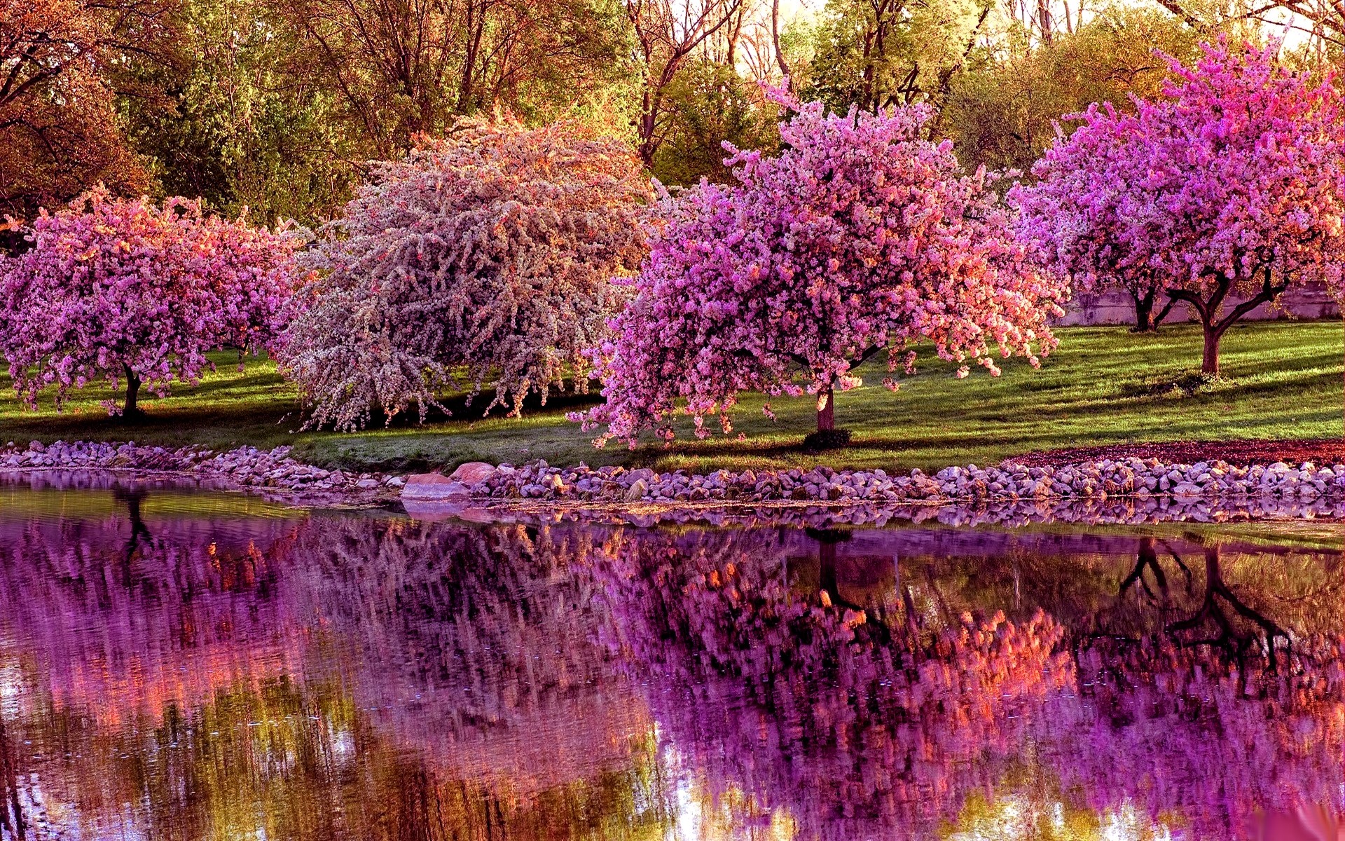 Alberi in fiore, Laghetto, Riflesso, Rosa, Primavera, 1920x1200, immagine di sfondo
