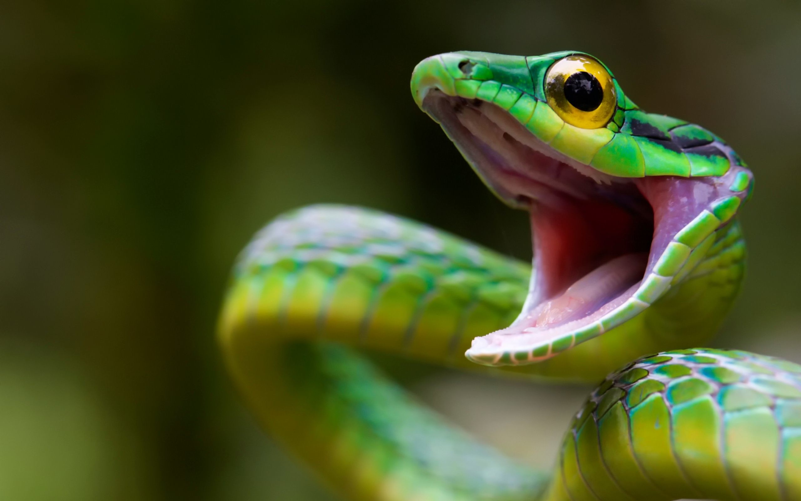 Leptophis ahaetulla, Serpente verde, Bocca aperta, Rettile, 2560x1600, immagine di sfondo