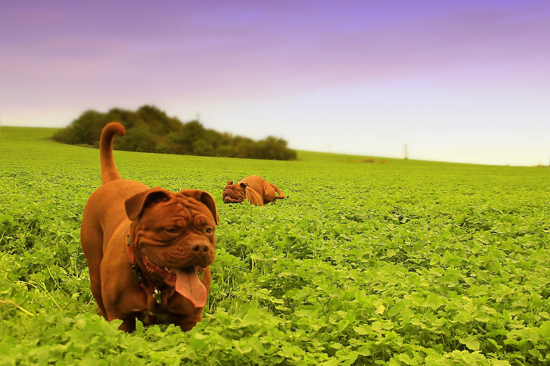 Dogue de Bordeaux, Cane, Campo verde, Full HD, sfondo per PC