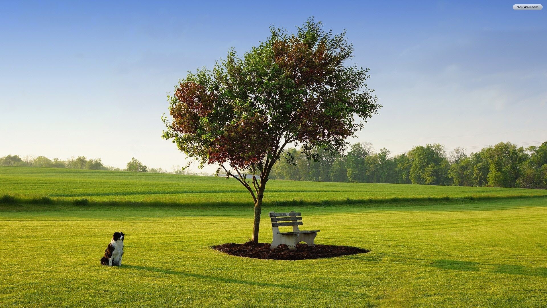 Albero, Panchina, Cane, Prato, 16:9 Full HD, sfondo widescreen